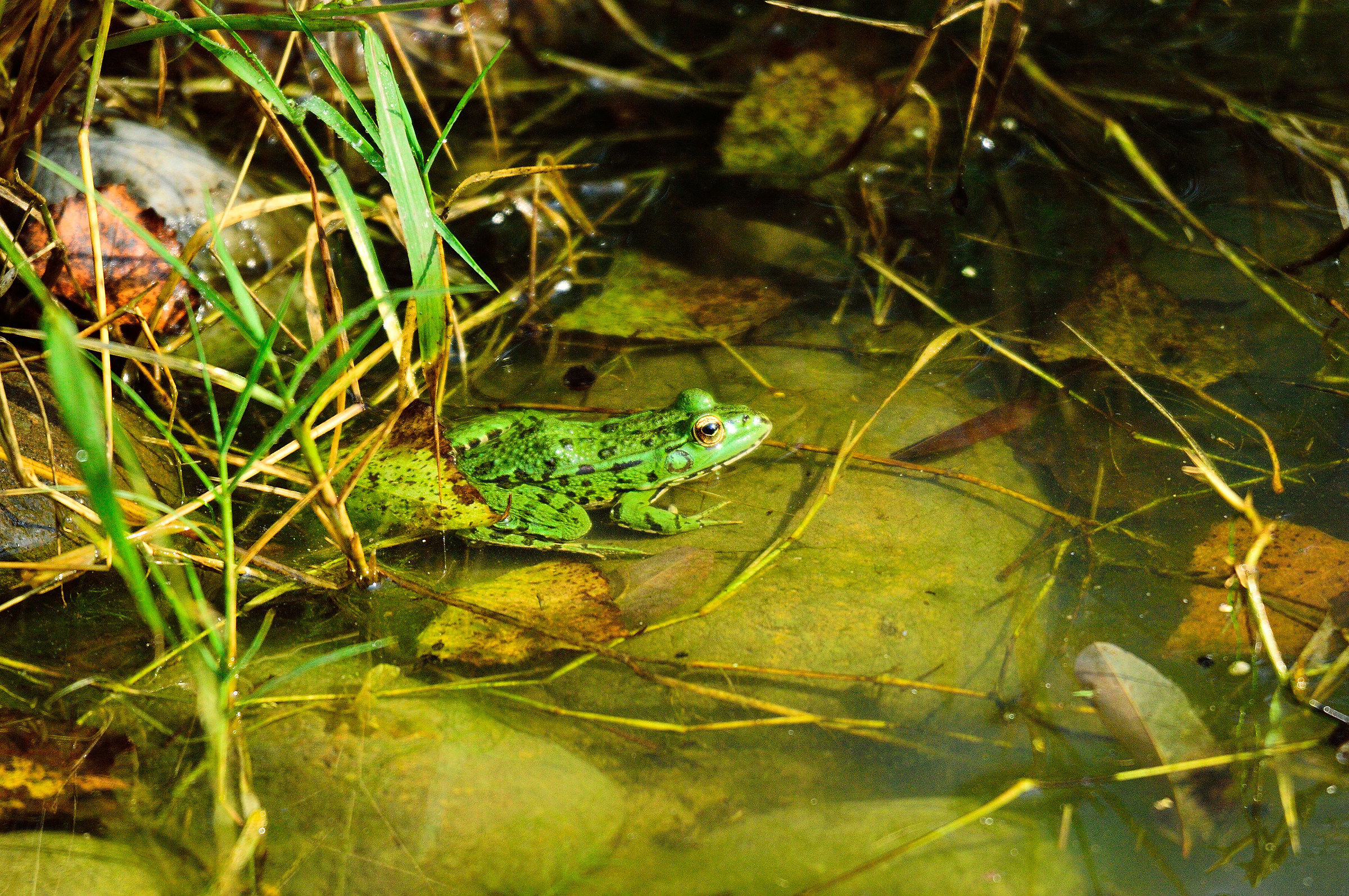 Pond at Ca dei Mandorli
