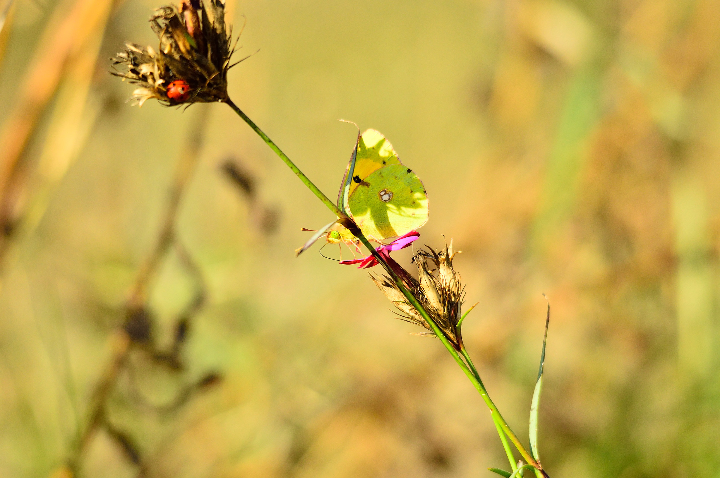 Living together on the same stem