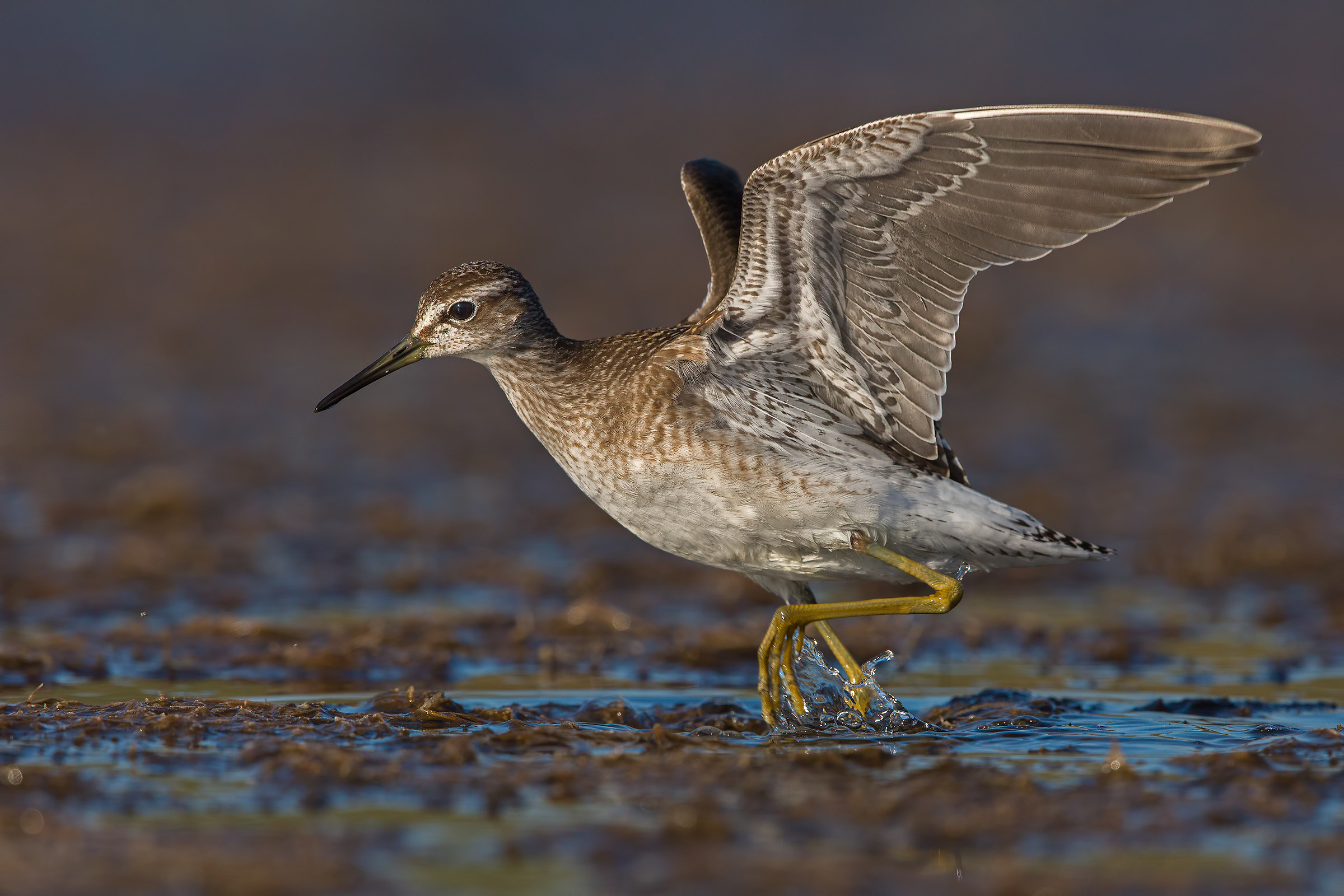 Piro piro boschereccio