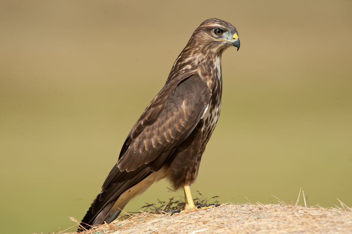 buzzard (ever so close) no crop