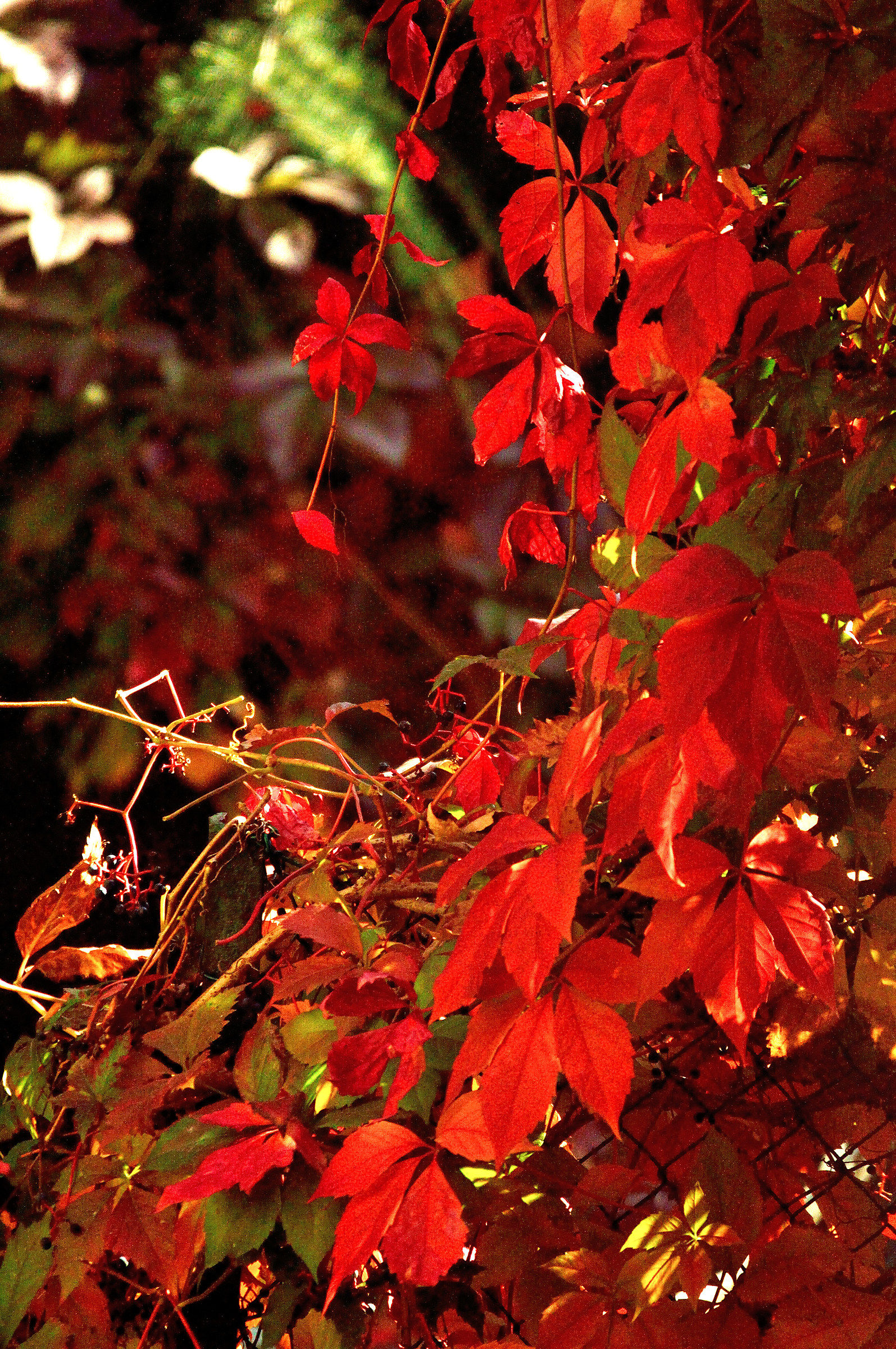 The hedge behind the house
