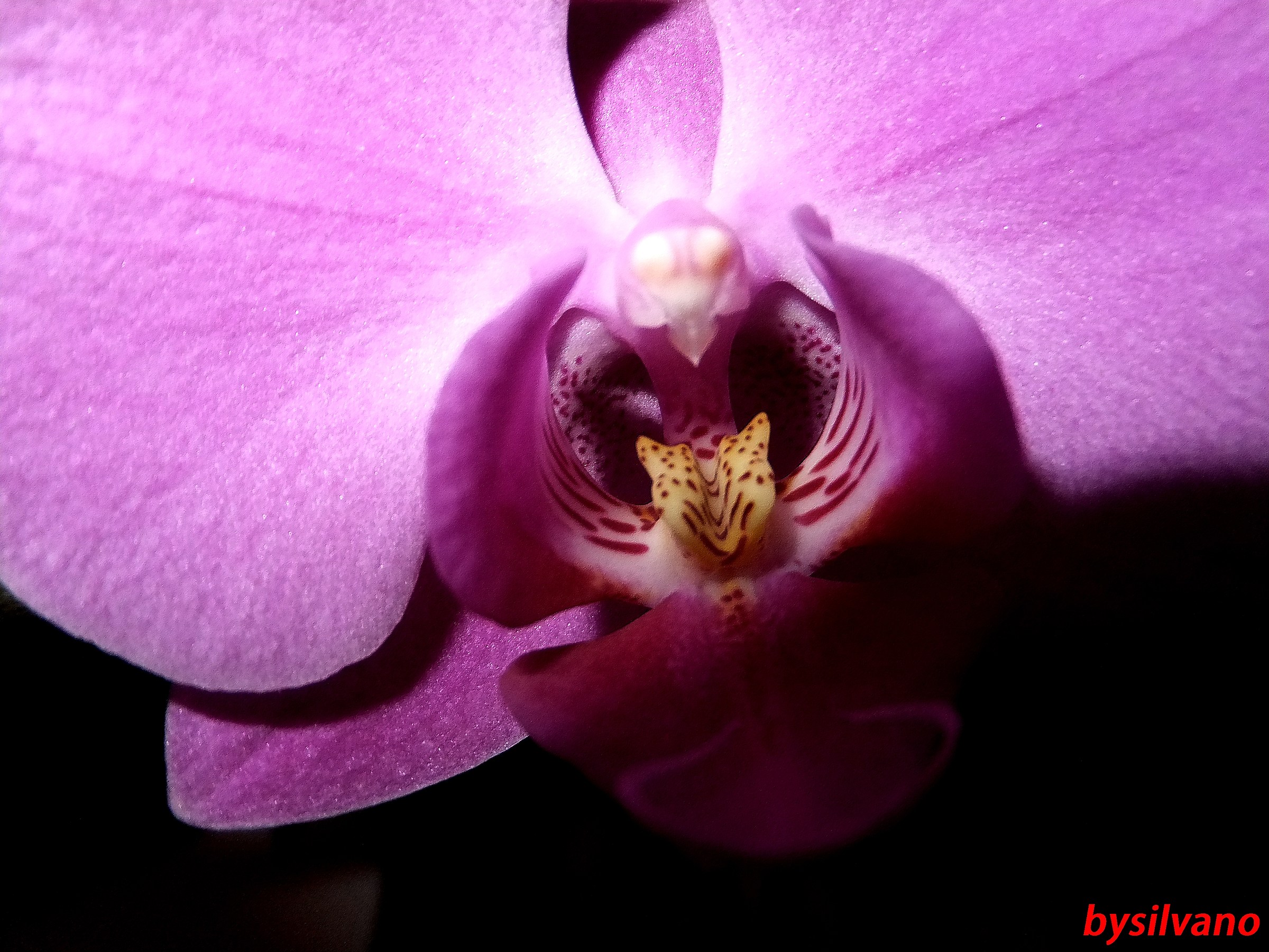 nel cuore dell'orchidea