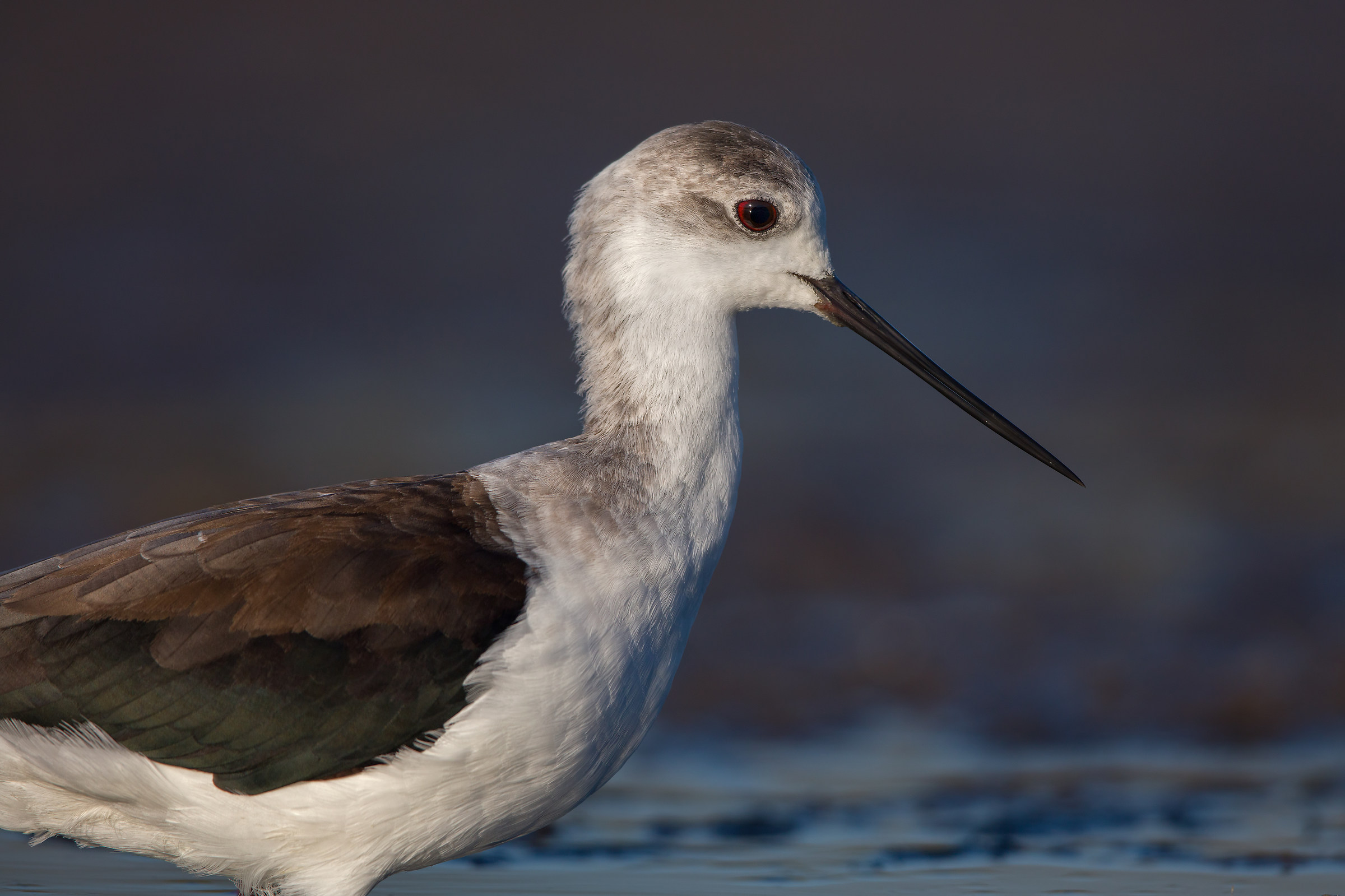 Com' è fatto un cavaliere ( 5000 px )