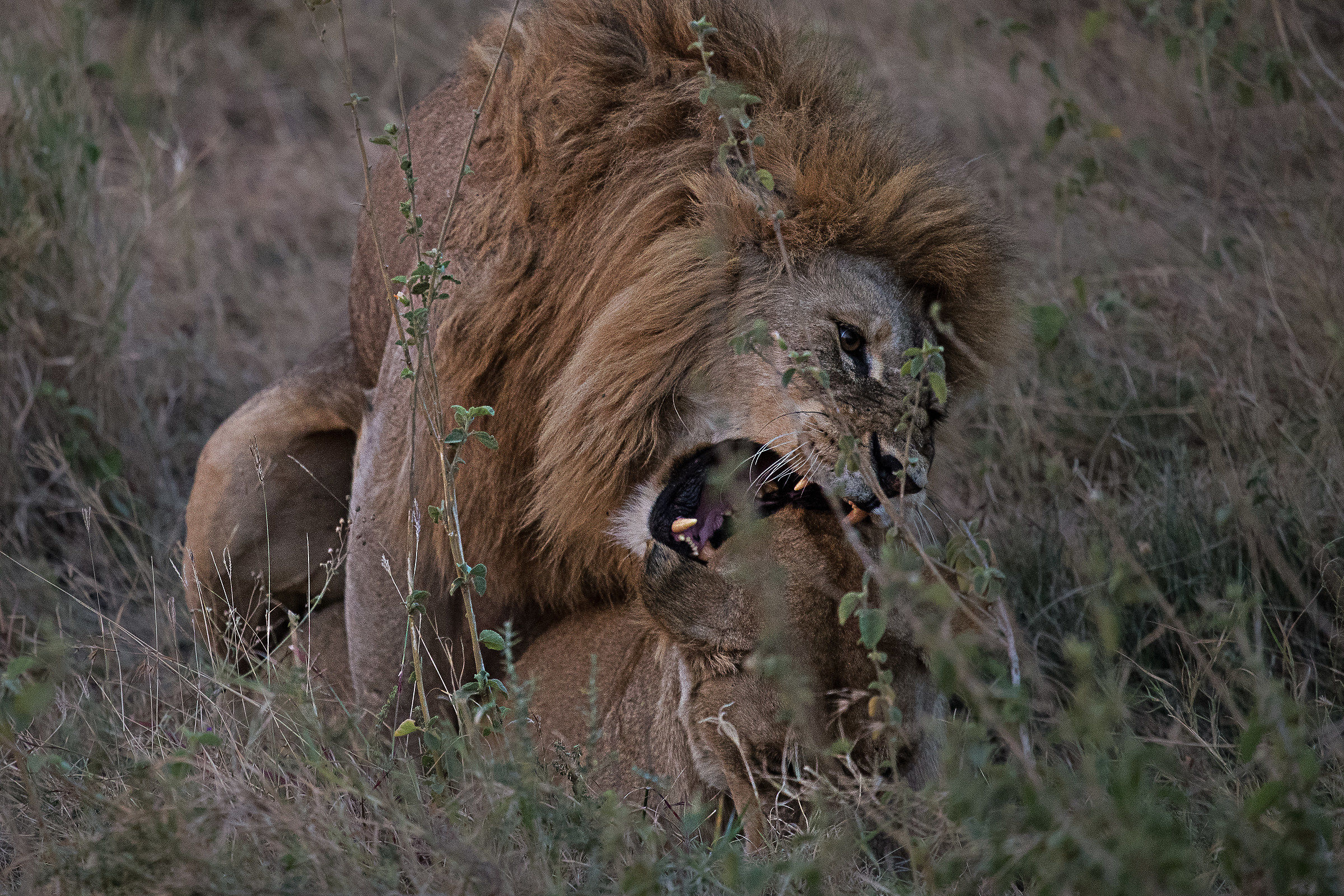 che sta facendo l'amore?