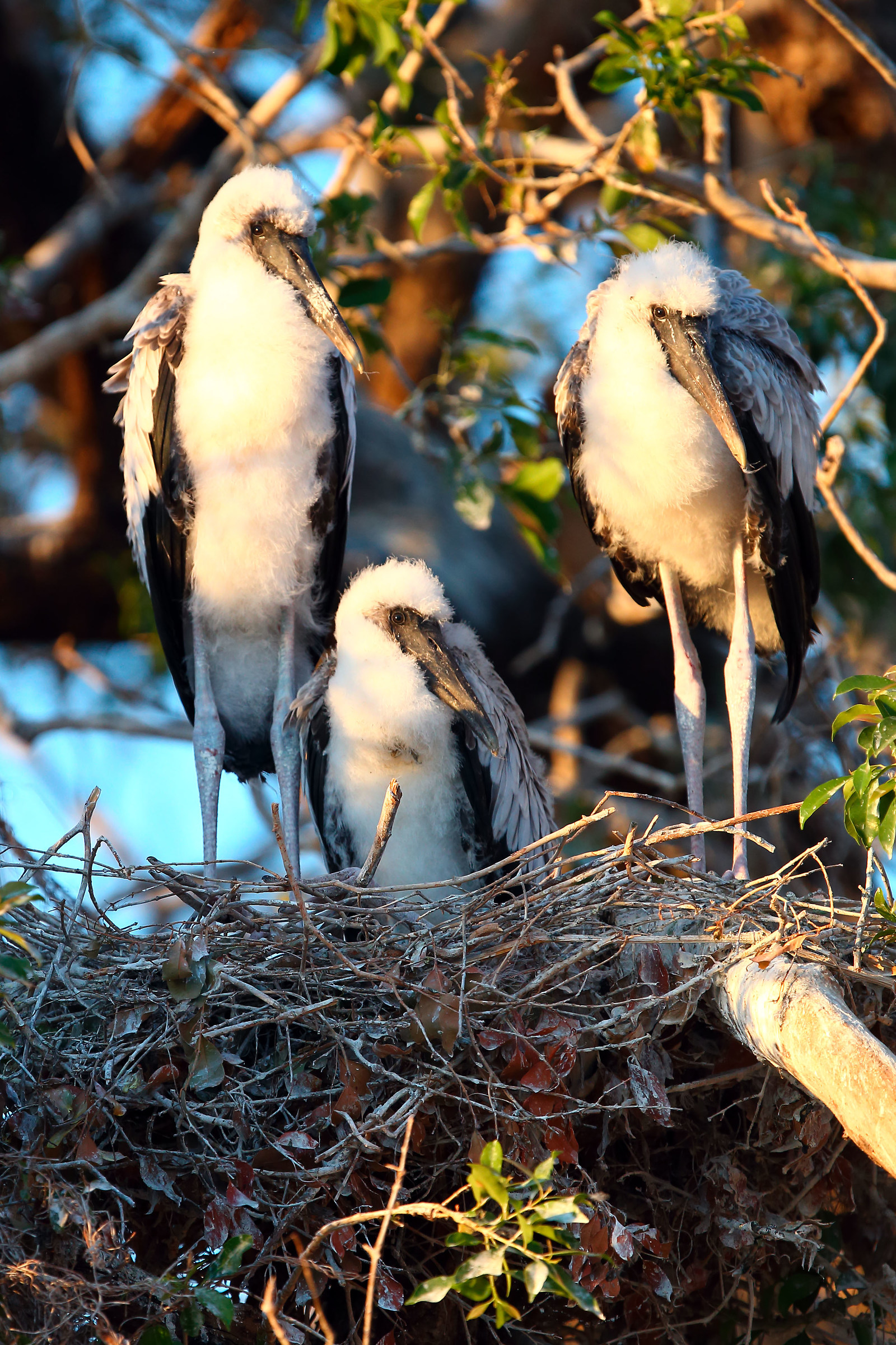 Pulli yellow beak Stork