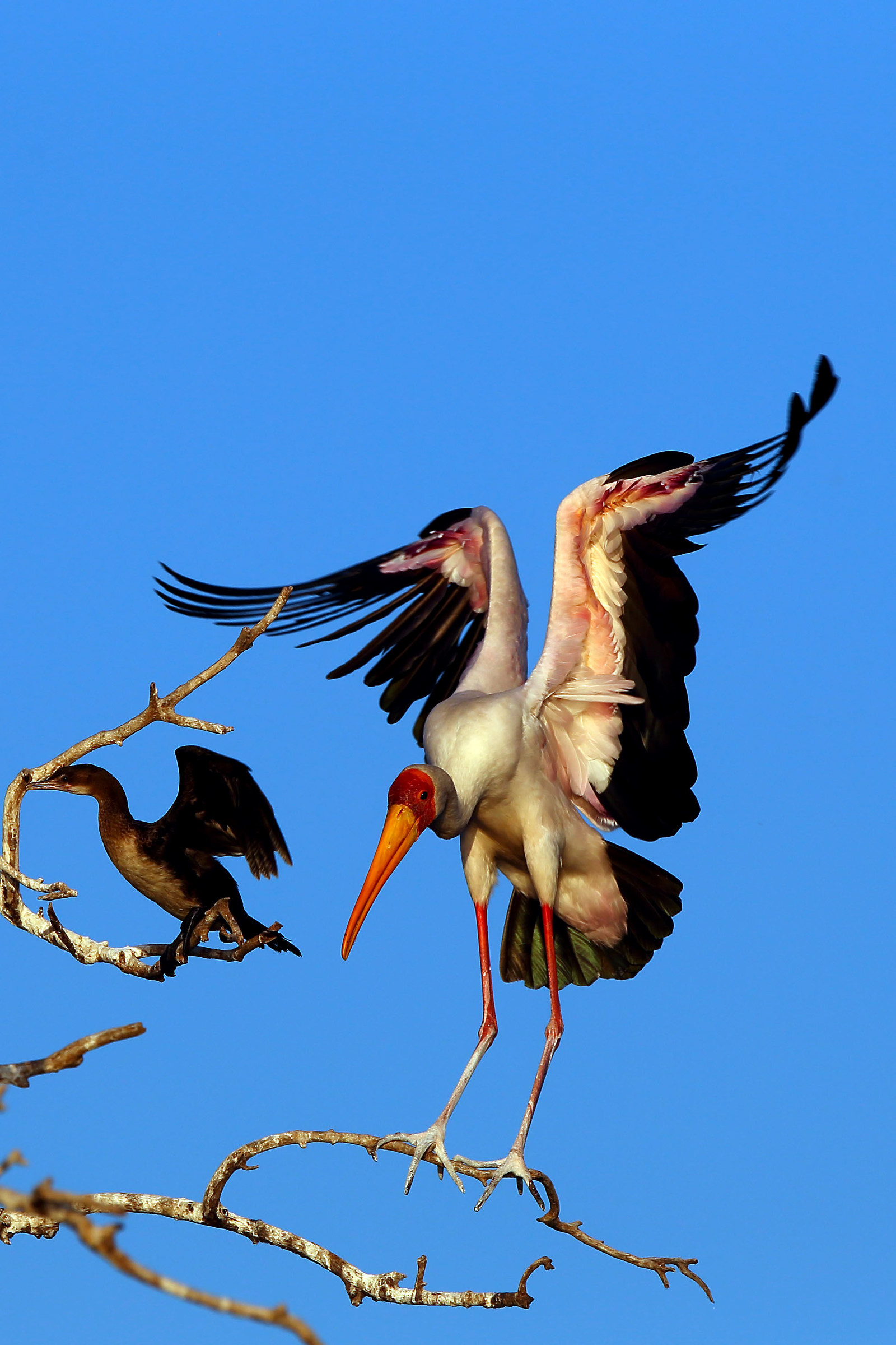 Yellow-billed stork