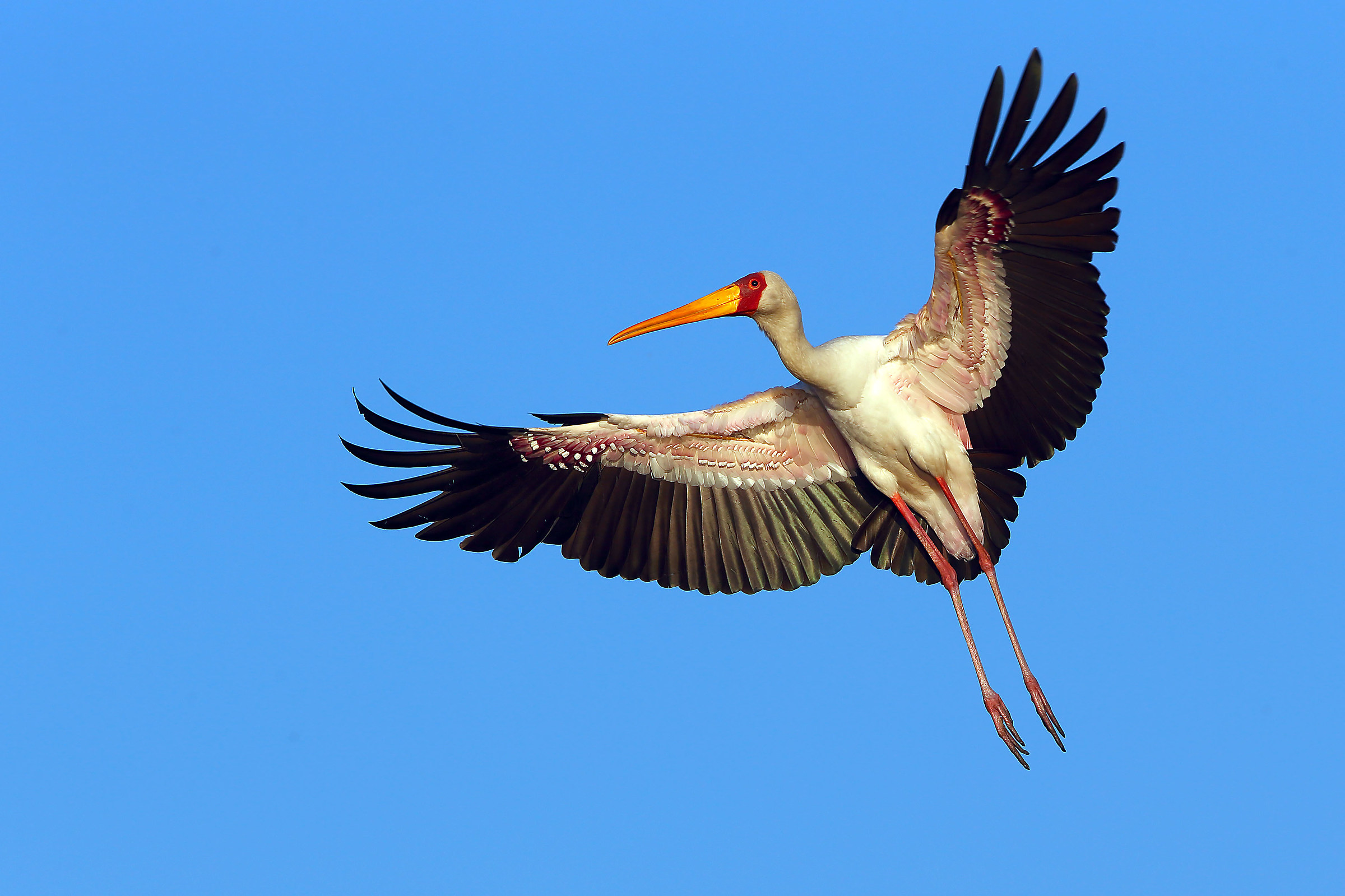 Yellow-billed stork