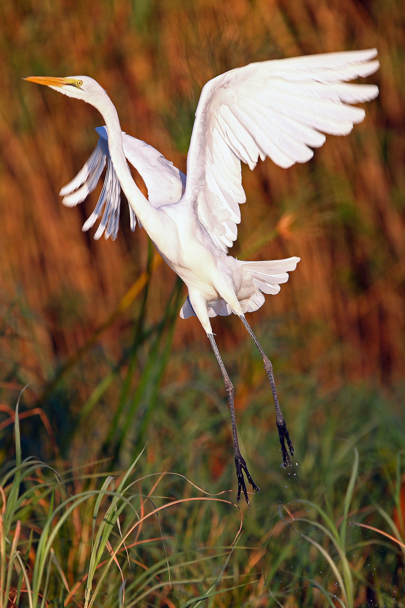 Great Egret