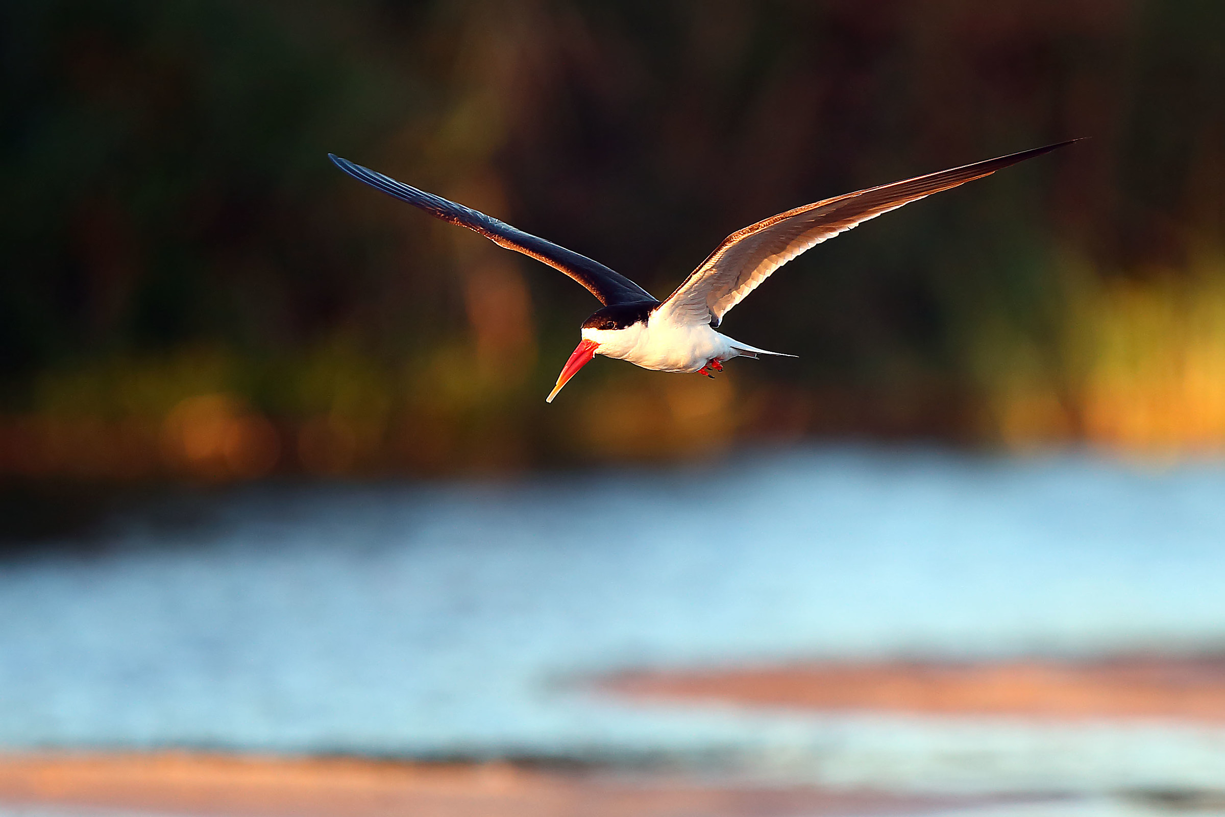 Beak African shears (Rynchops flavirostris)