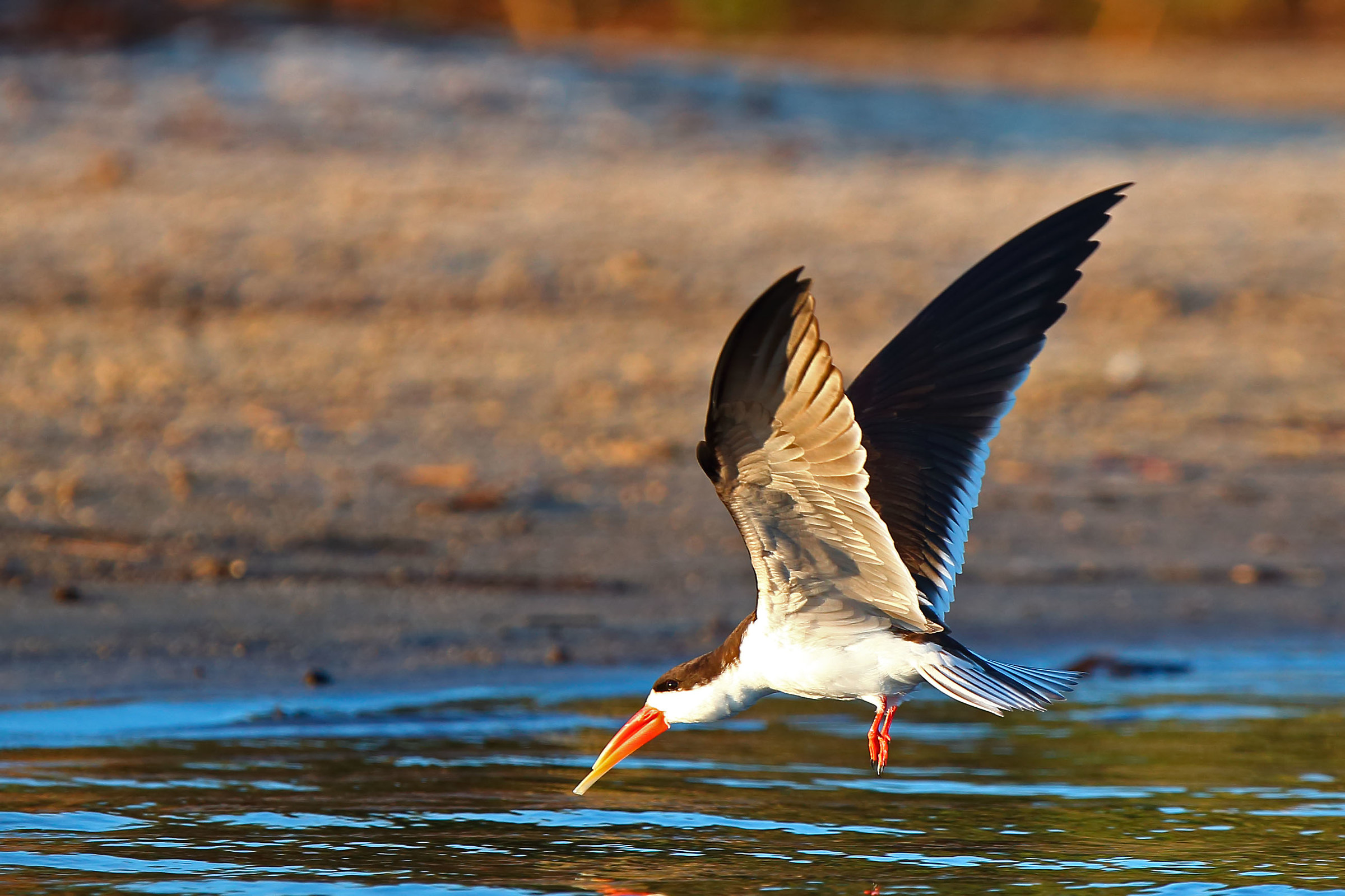 Beak African shears (Rynchops flavirostris)