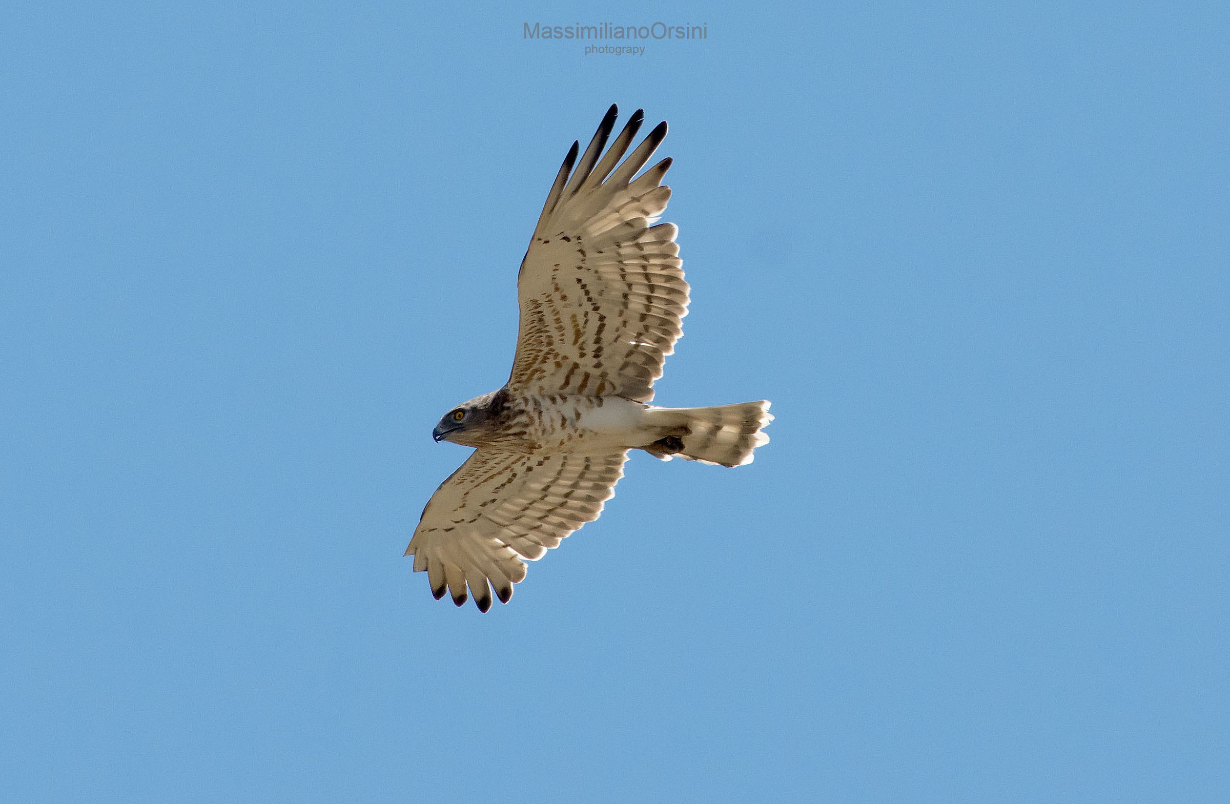 Falco Biancone (Circaetus)