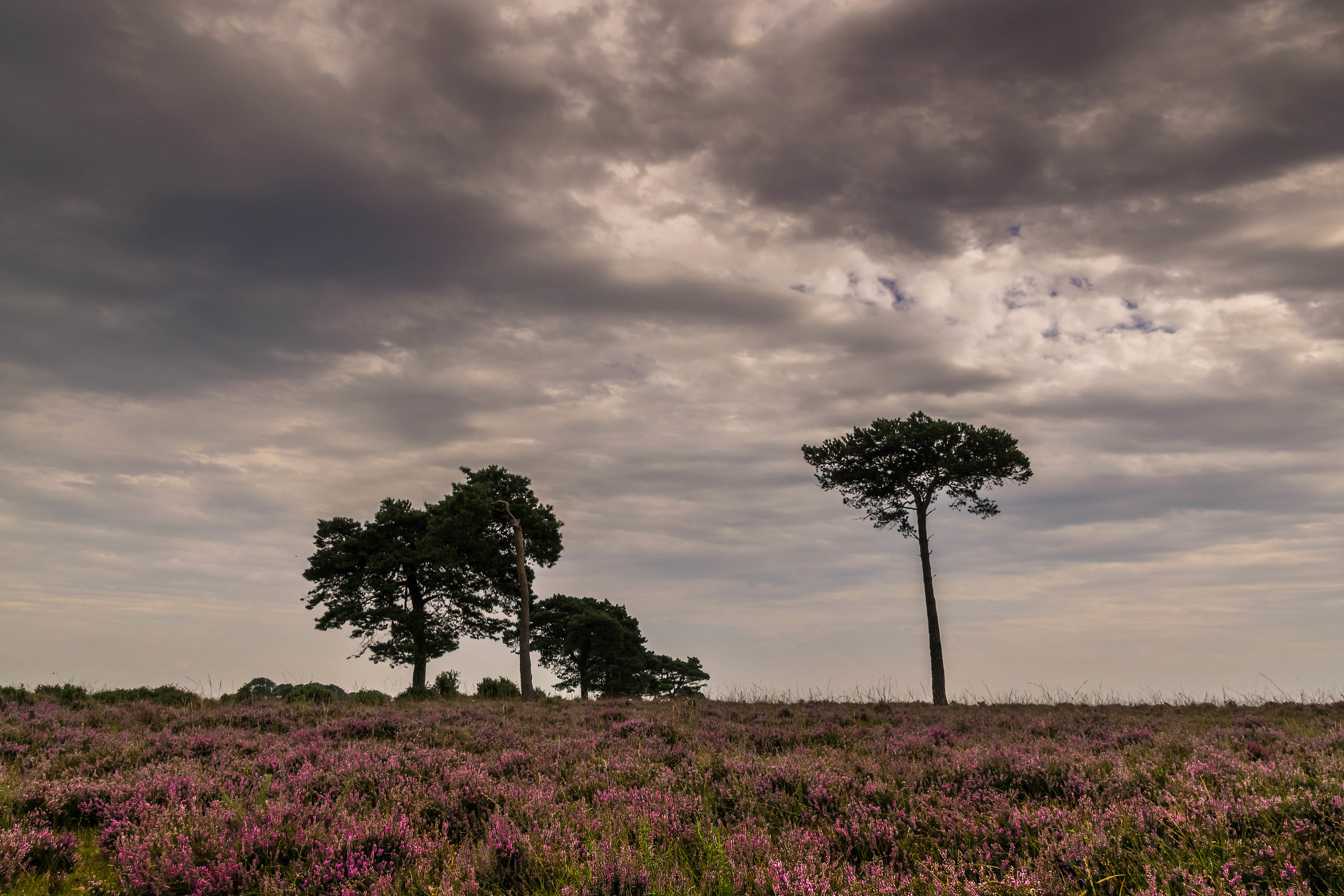 Heather In The New Forest