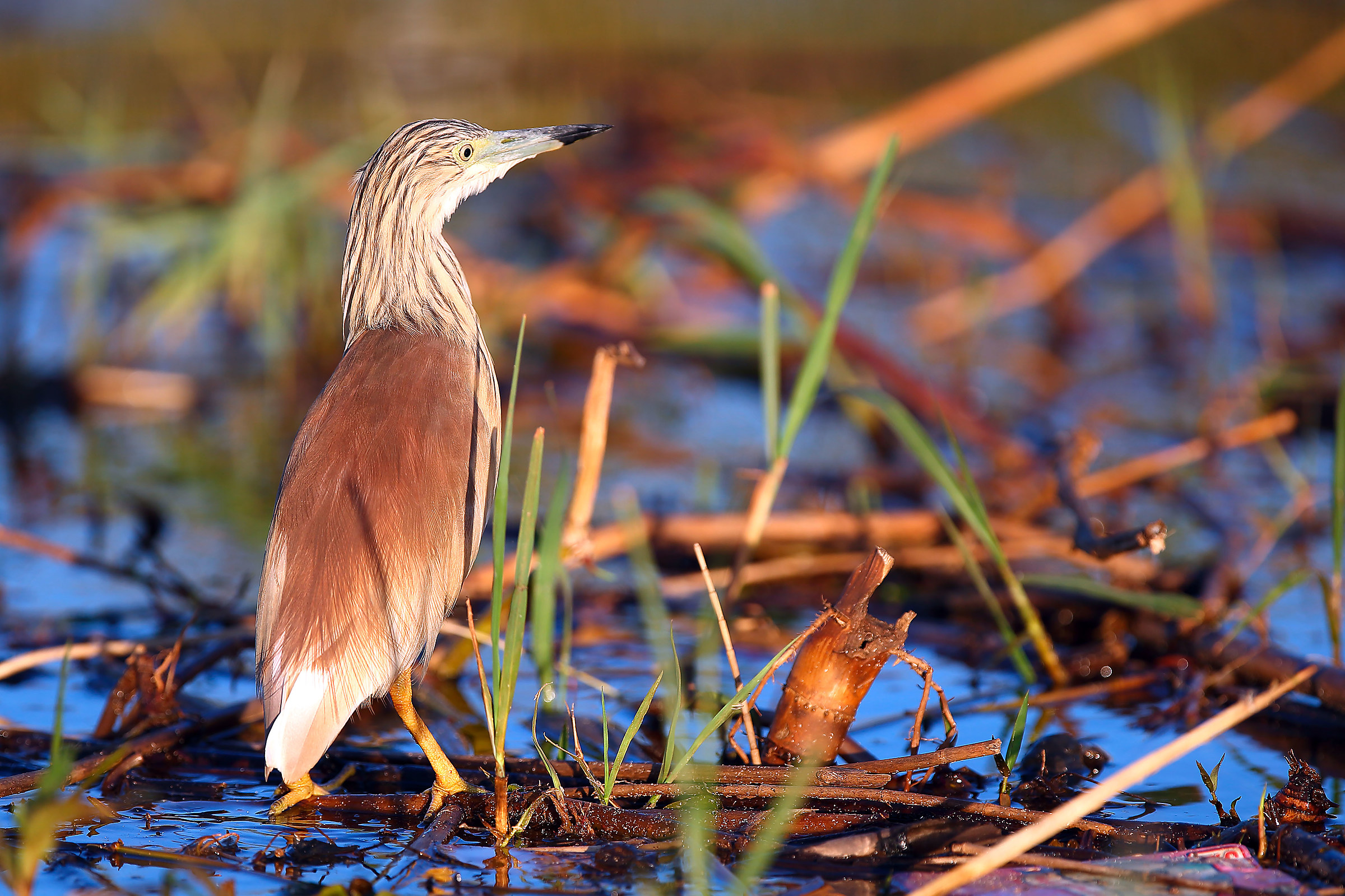 bittern