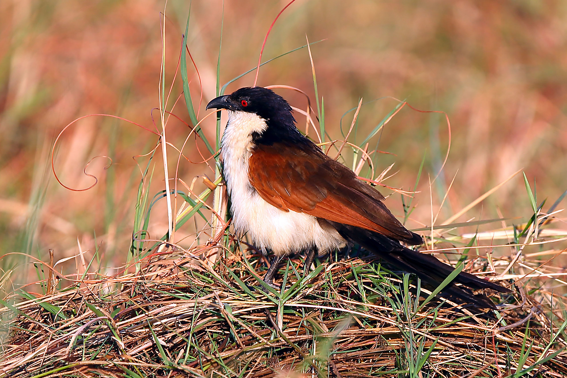 Cuckoo (unidentified)
