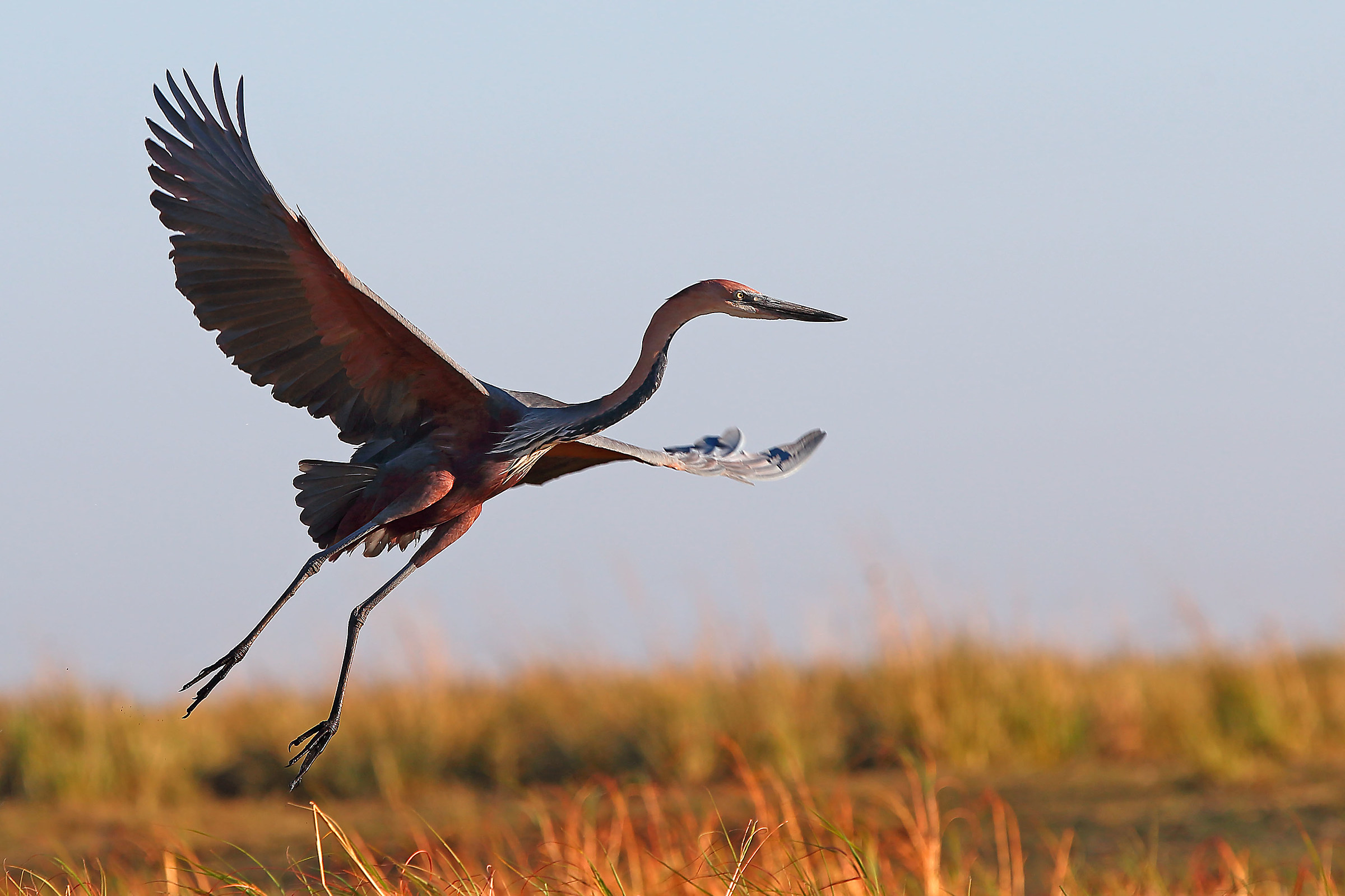 Purple Heron