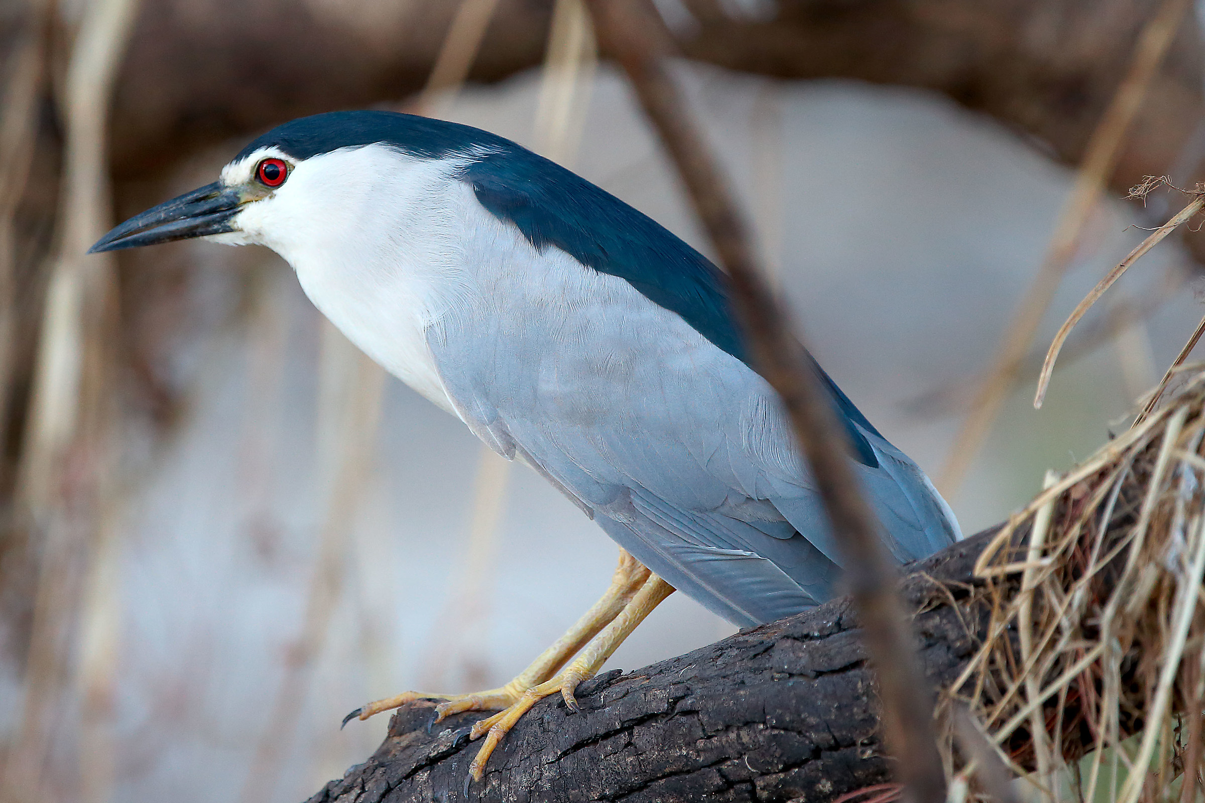 Night Heron
