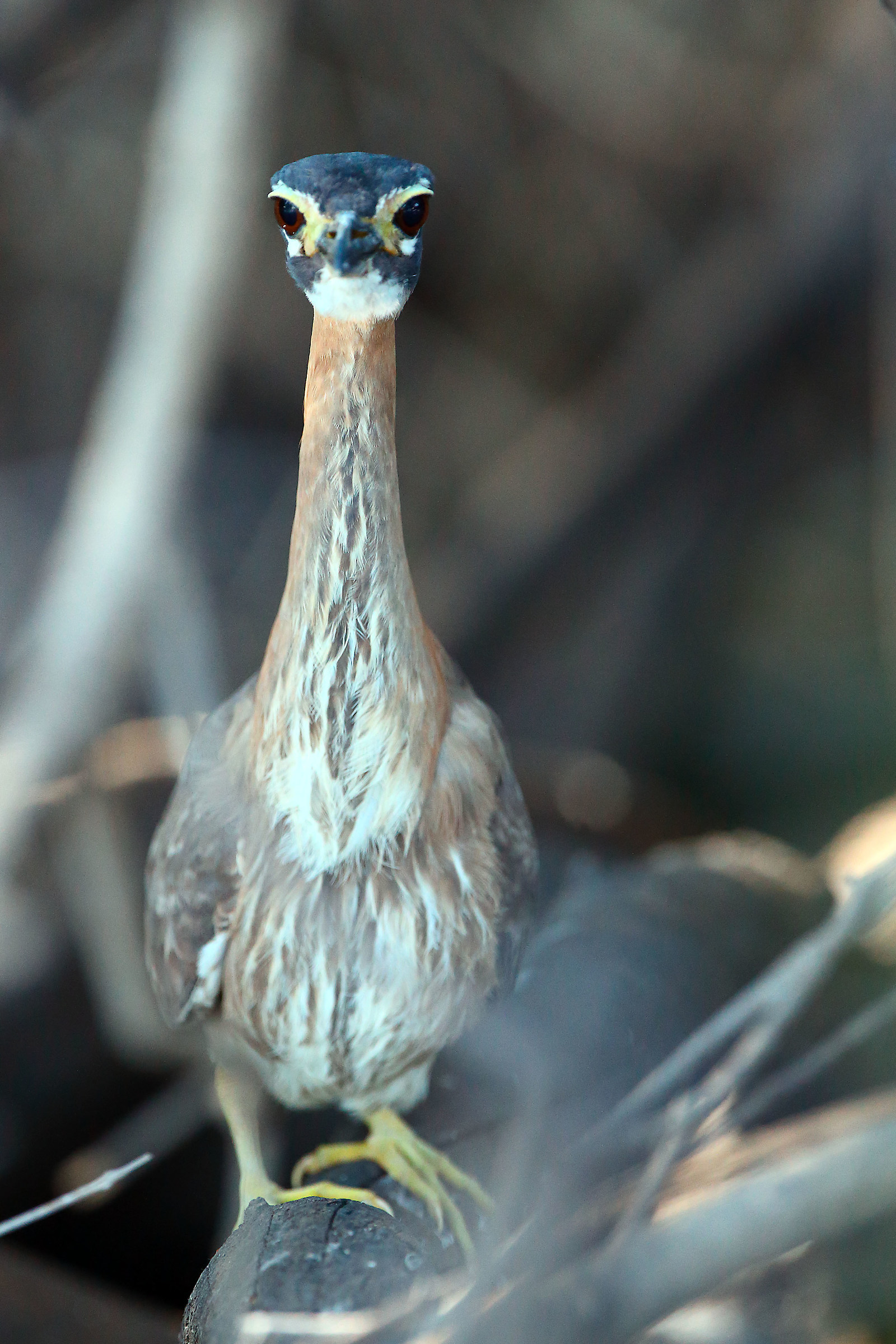 Unidentified (accept help)