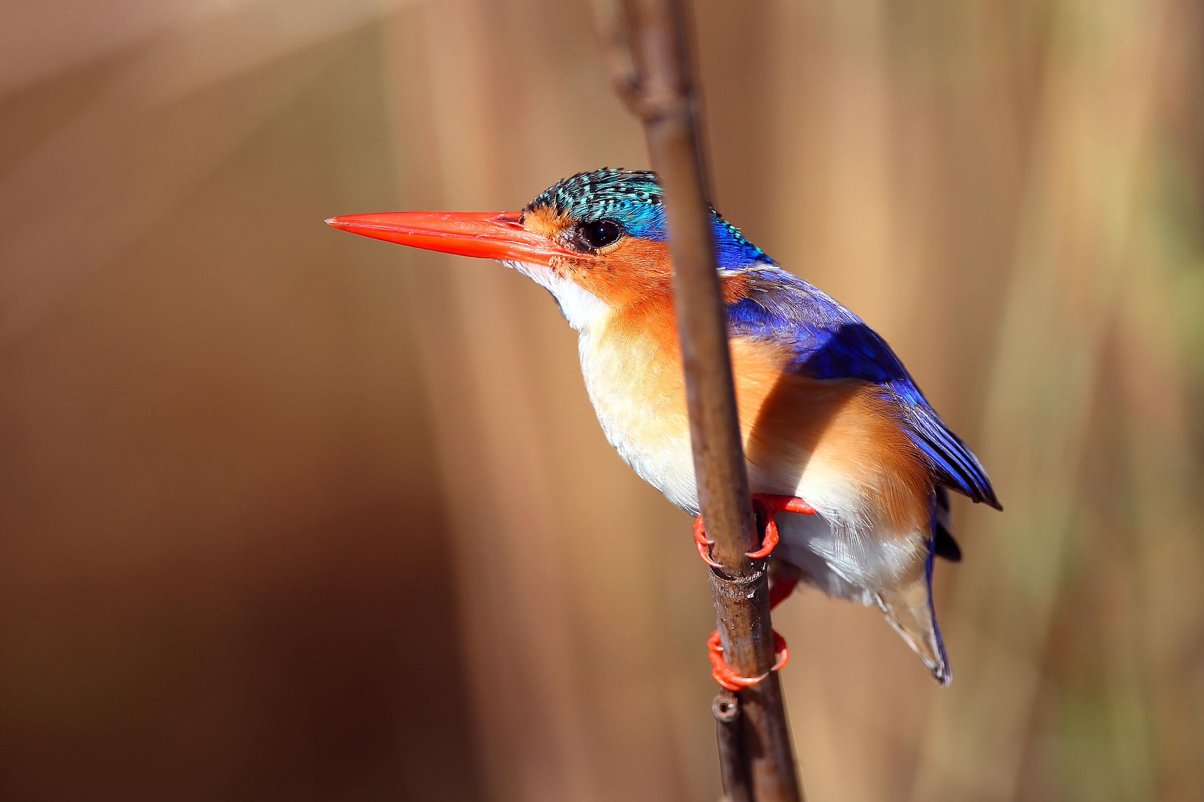 Malachite Kingfisher