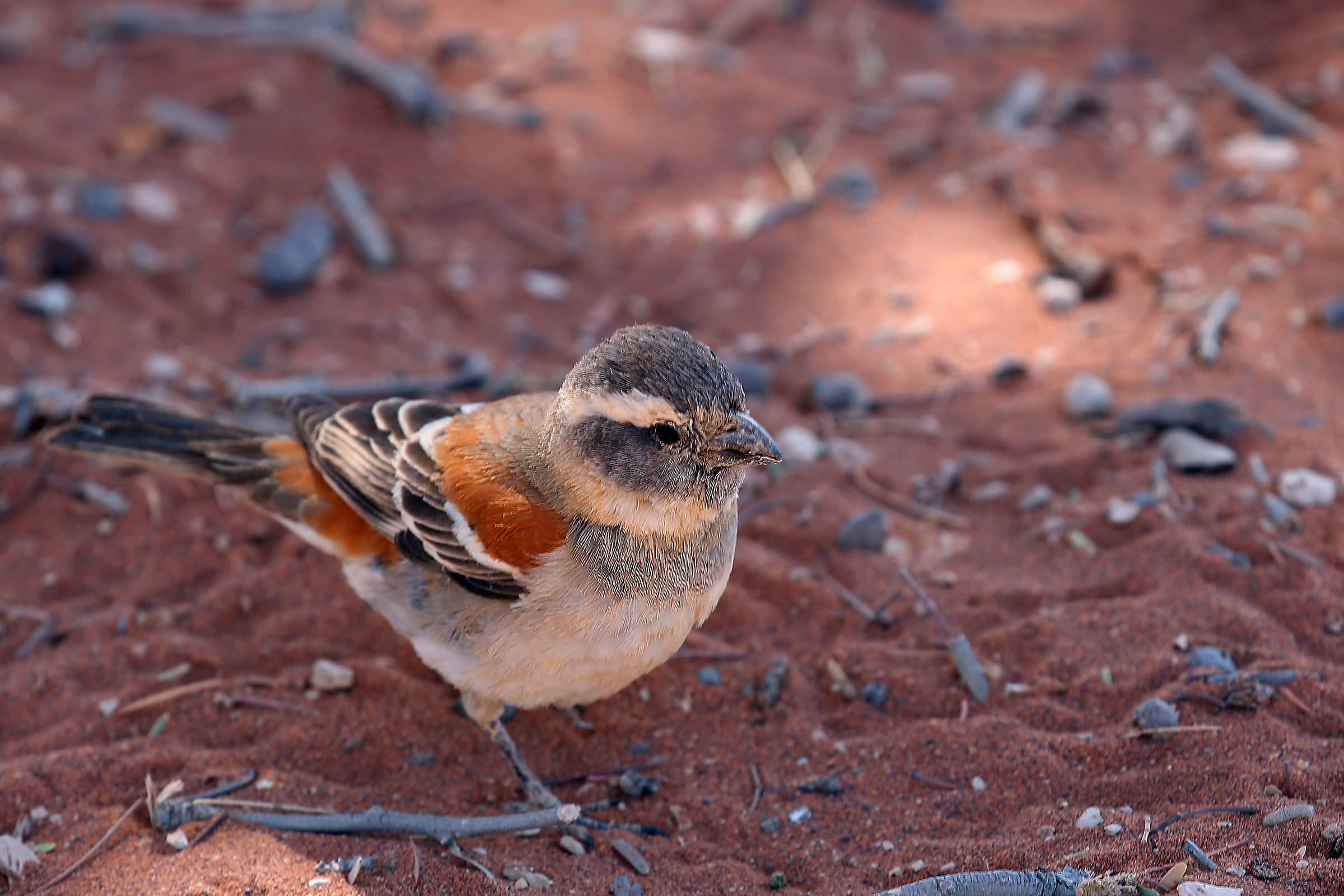 Unidentified (help?)