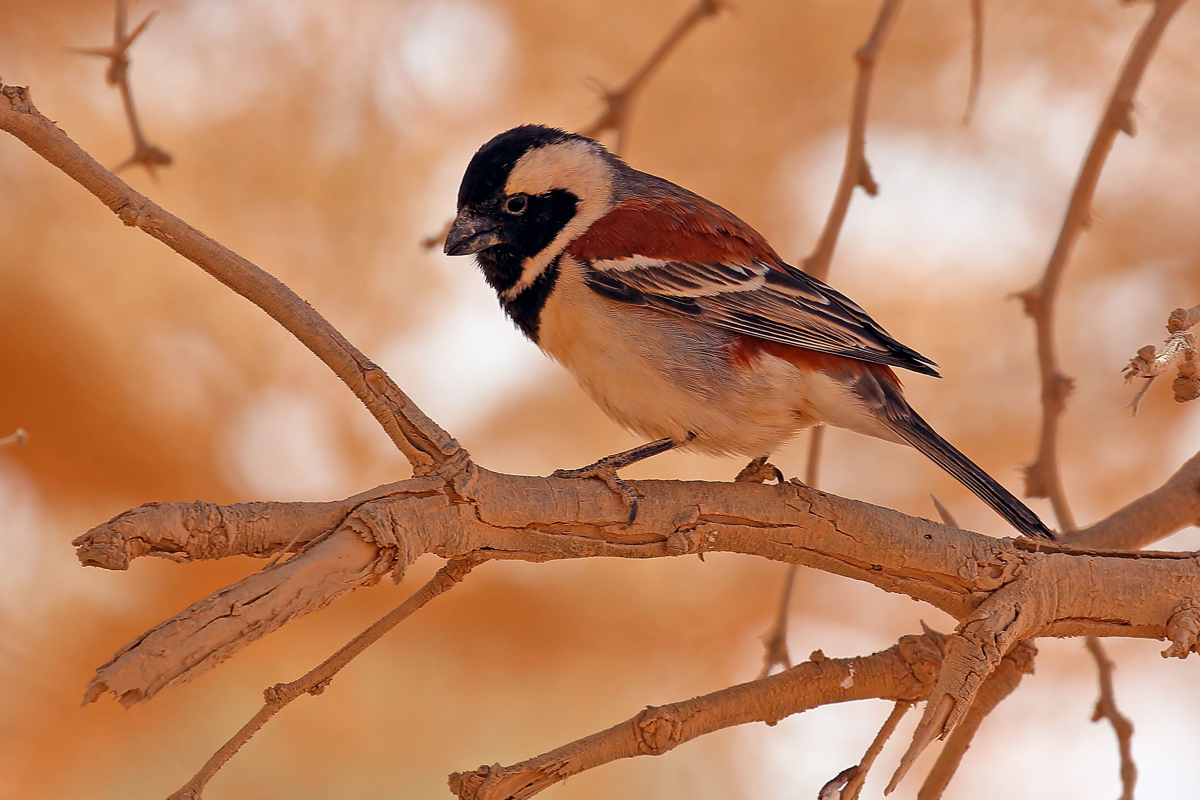 Unidentified (help?)