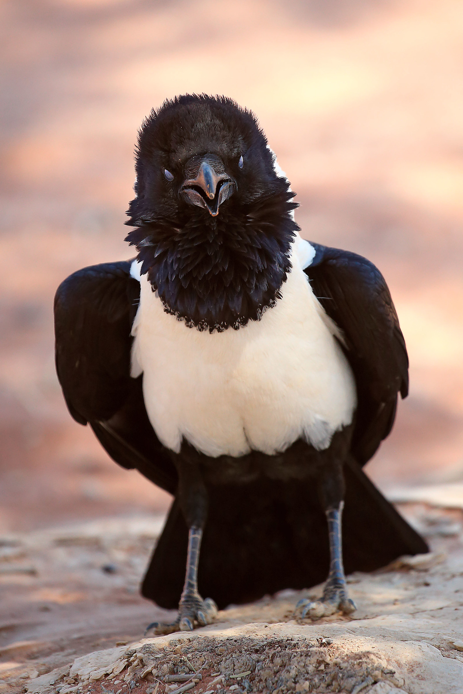 pied crow