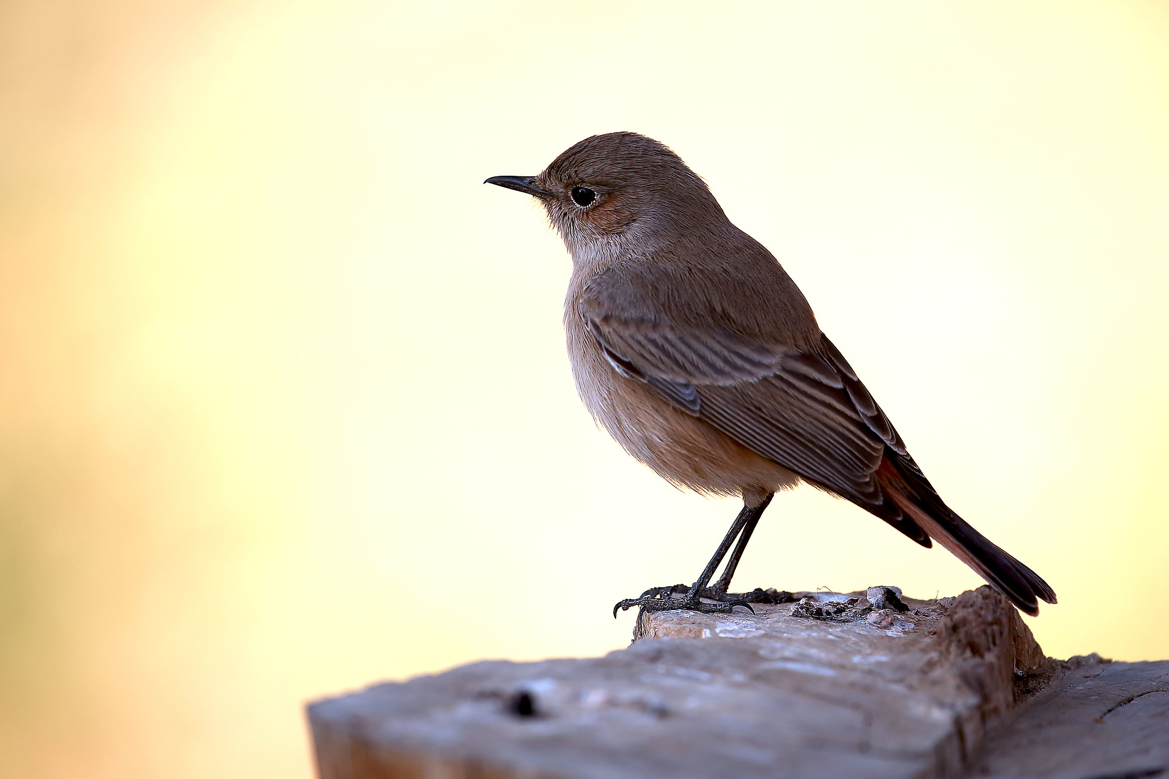 Unidentified (help?)