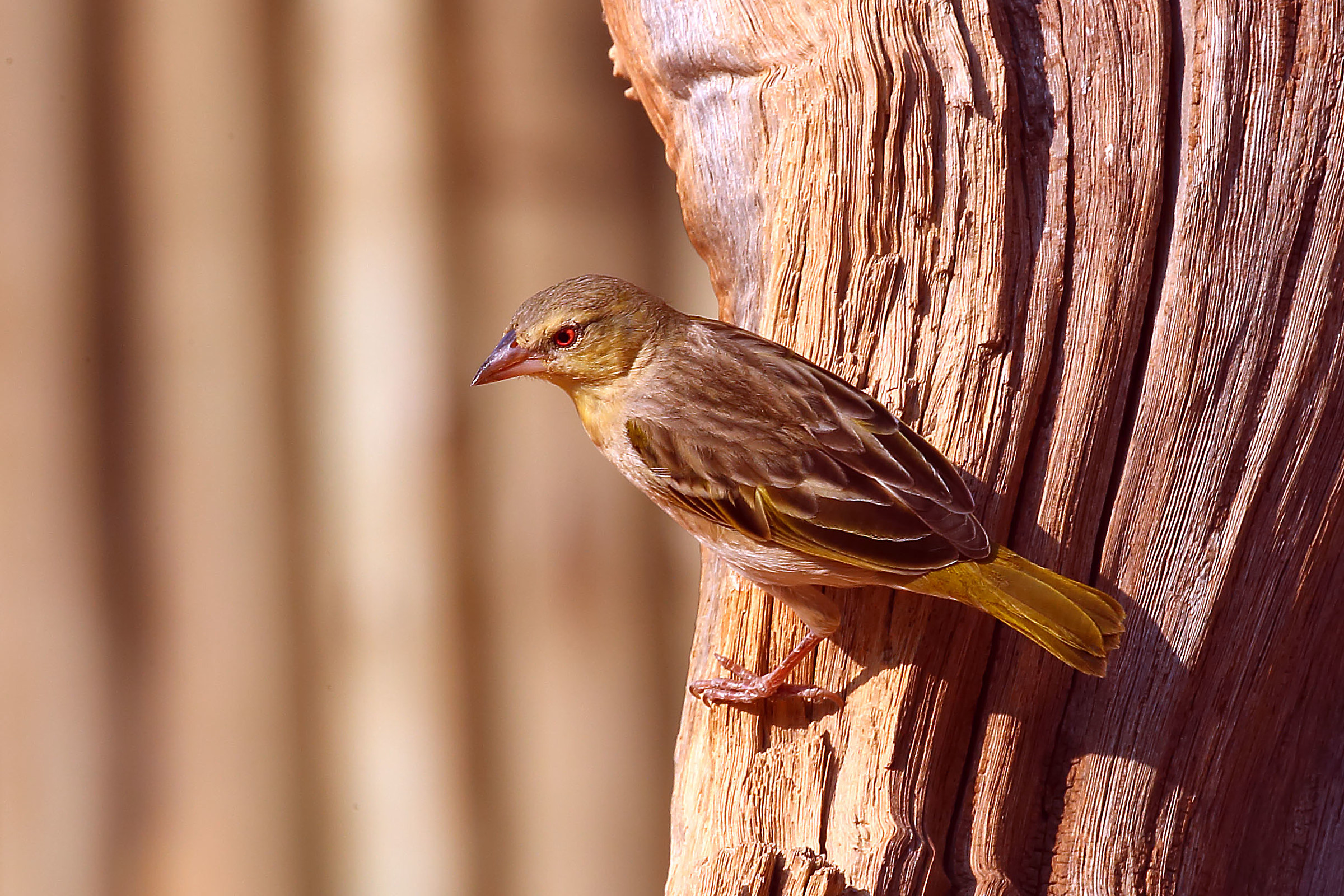 Unidentified (help?)