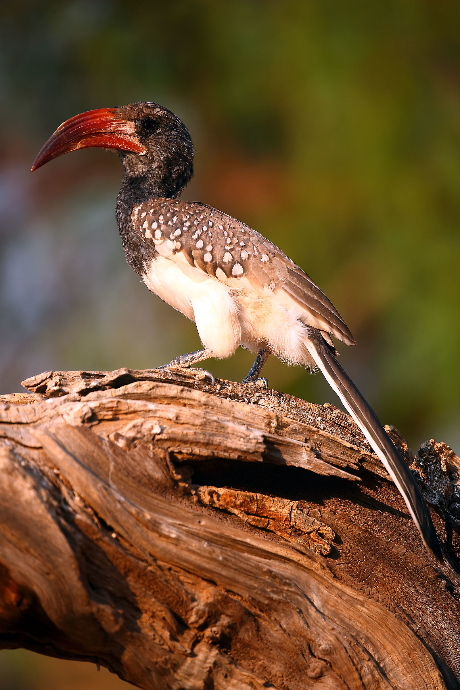 Monteiro's Hornebill (rare)