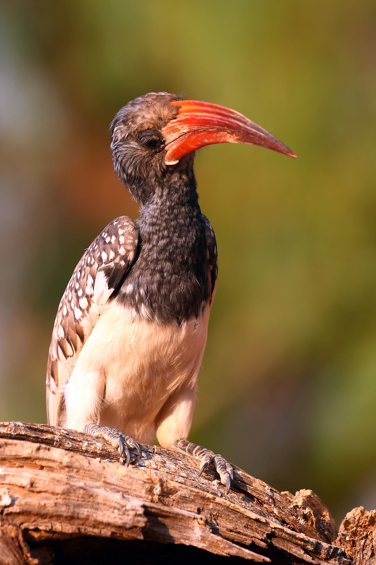 Monteiro's Hornebill (rare)