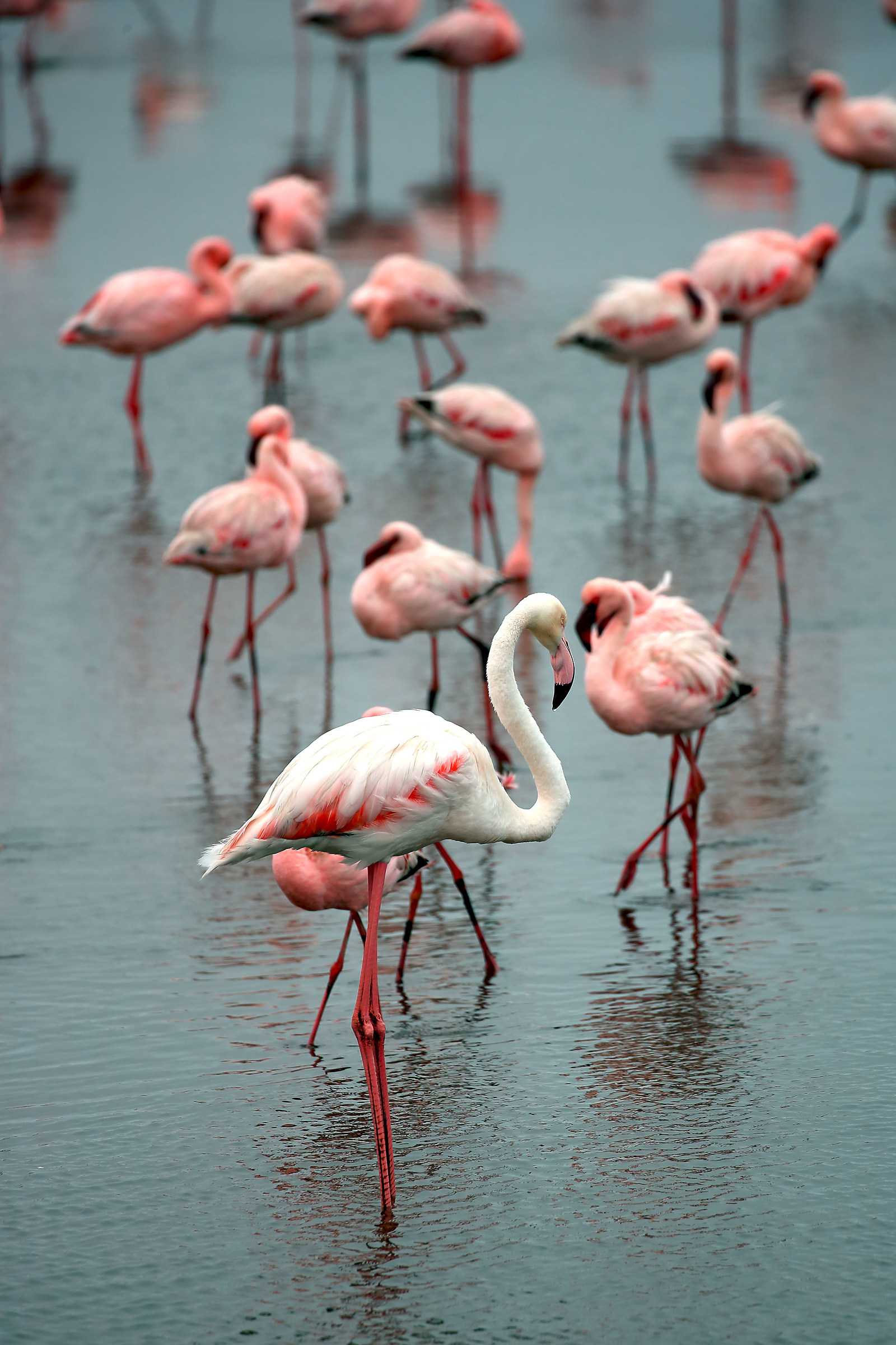Flamingo greater and lesser flamingos