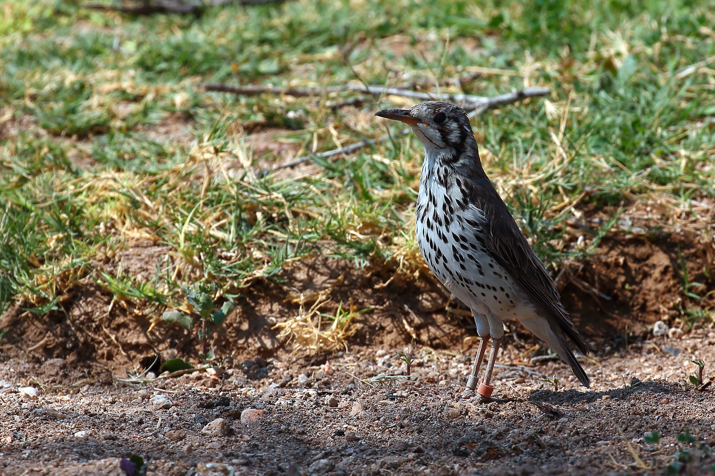 Unidentified (ringed)