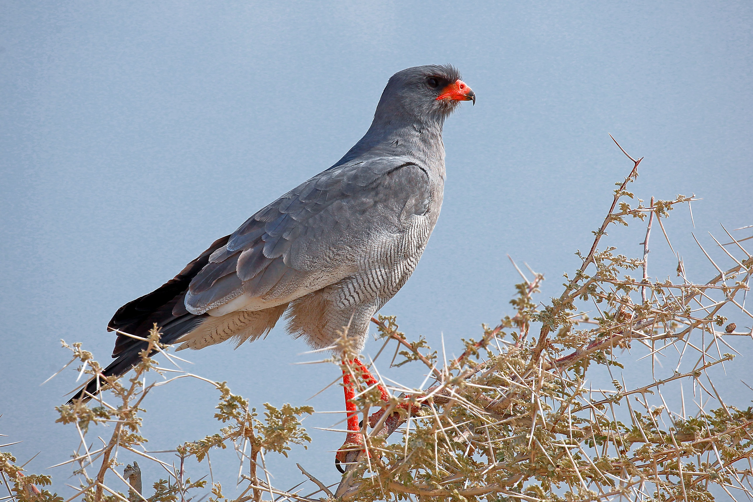 Pale chanting goshawk