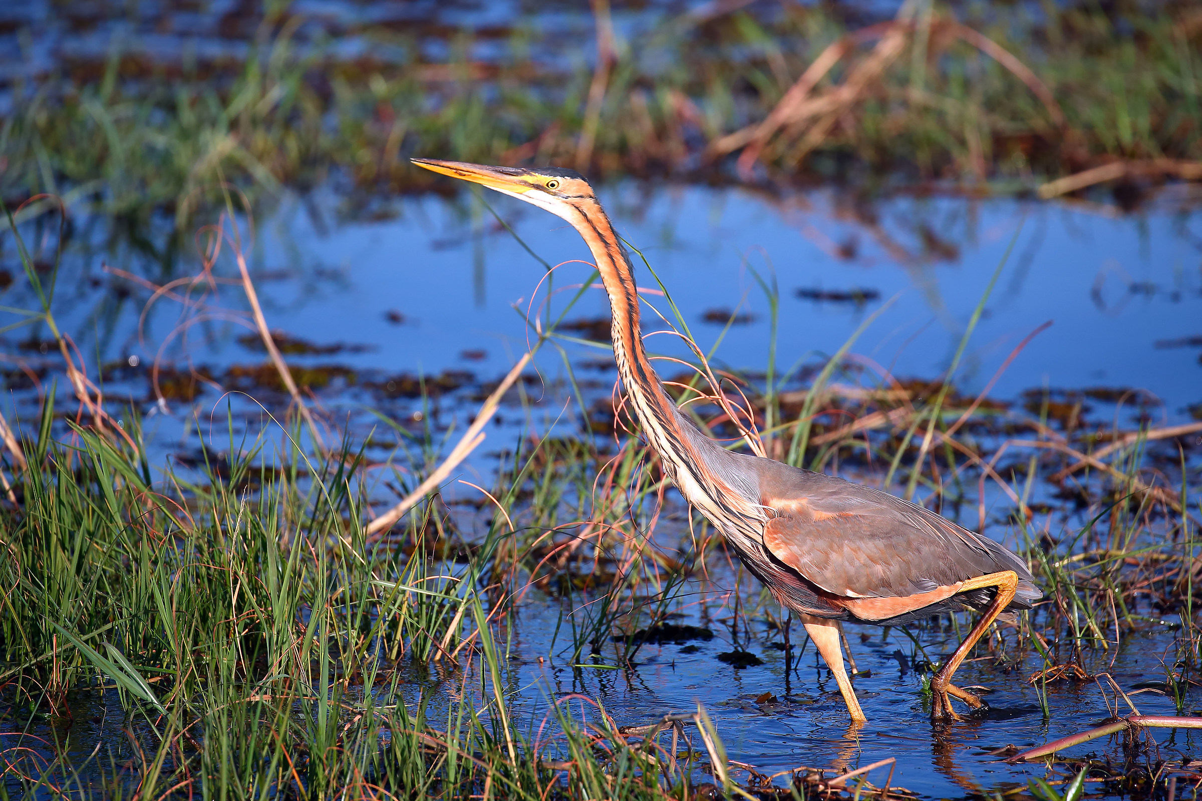 Purple Heron