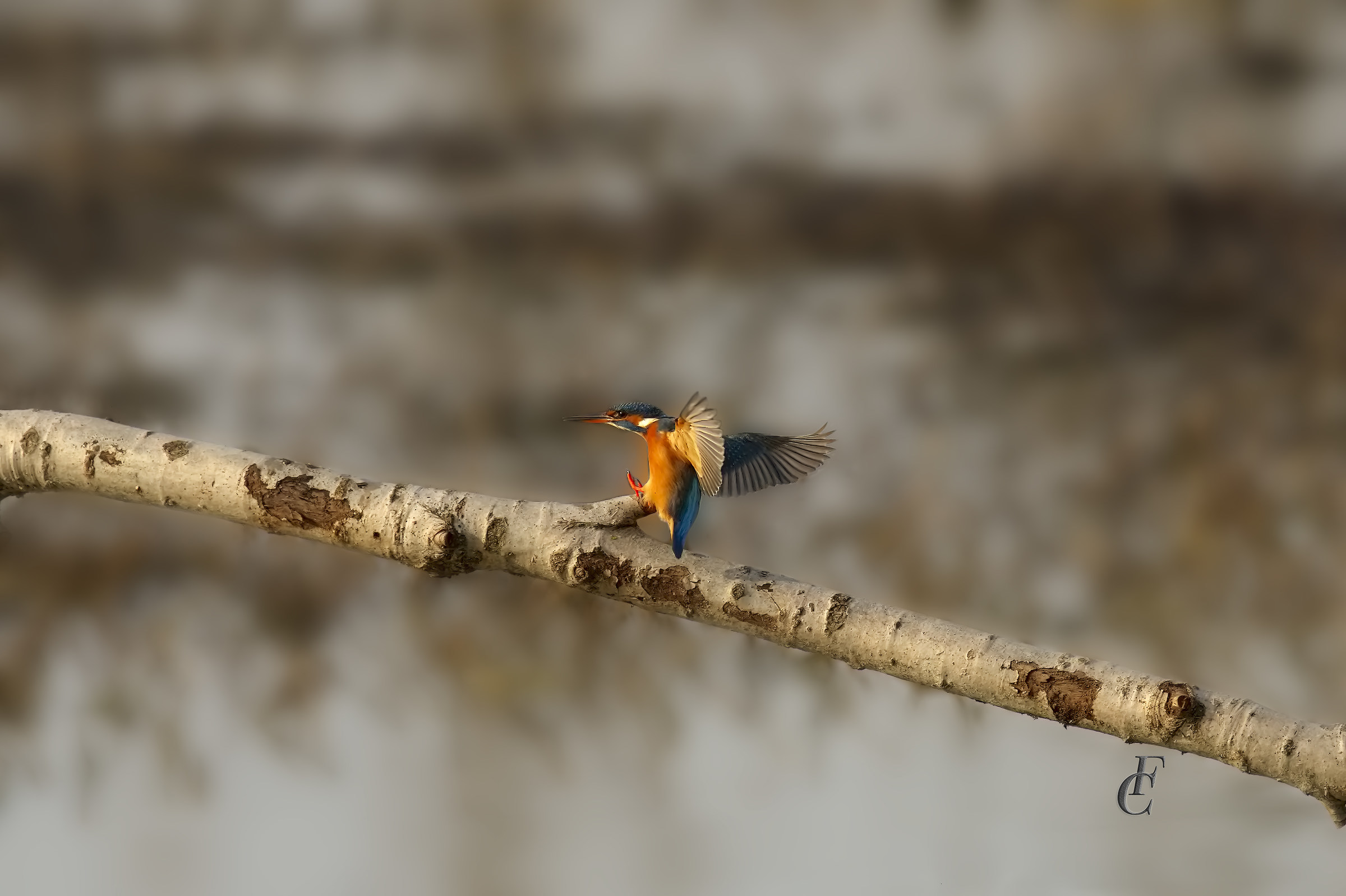 Kingfisher