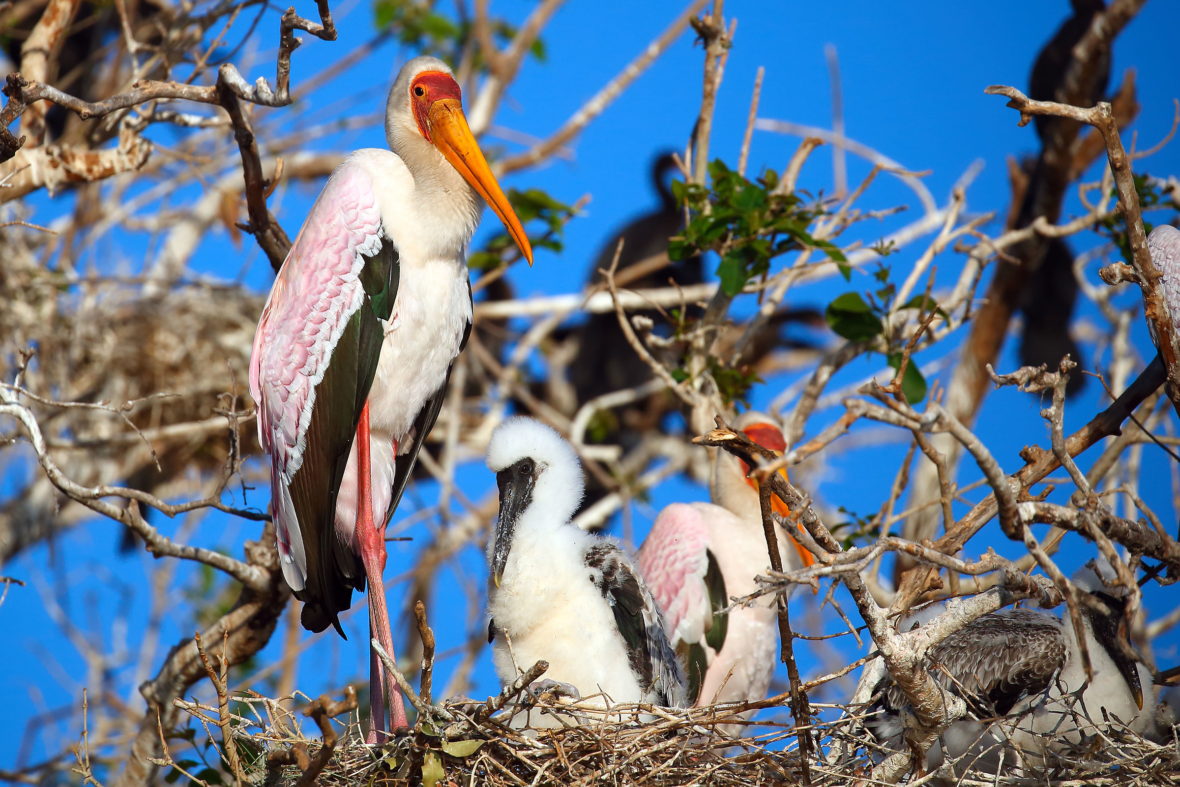 Cicogna beccogiallo con giovane