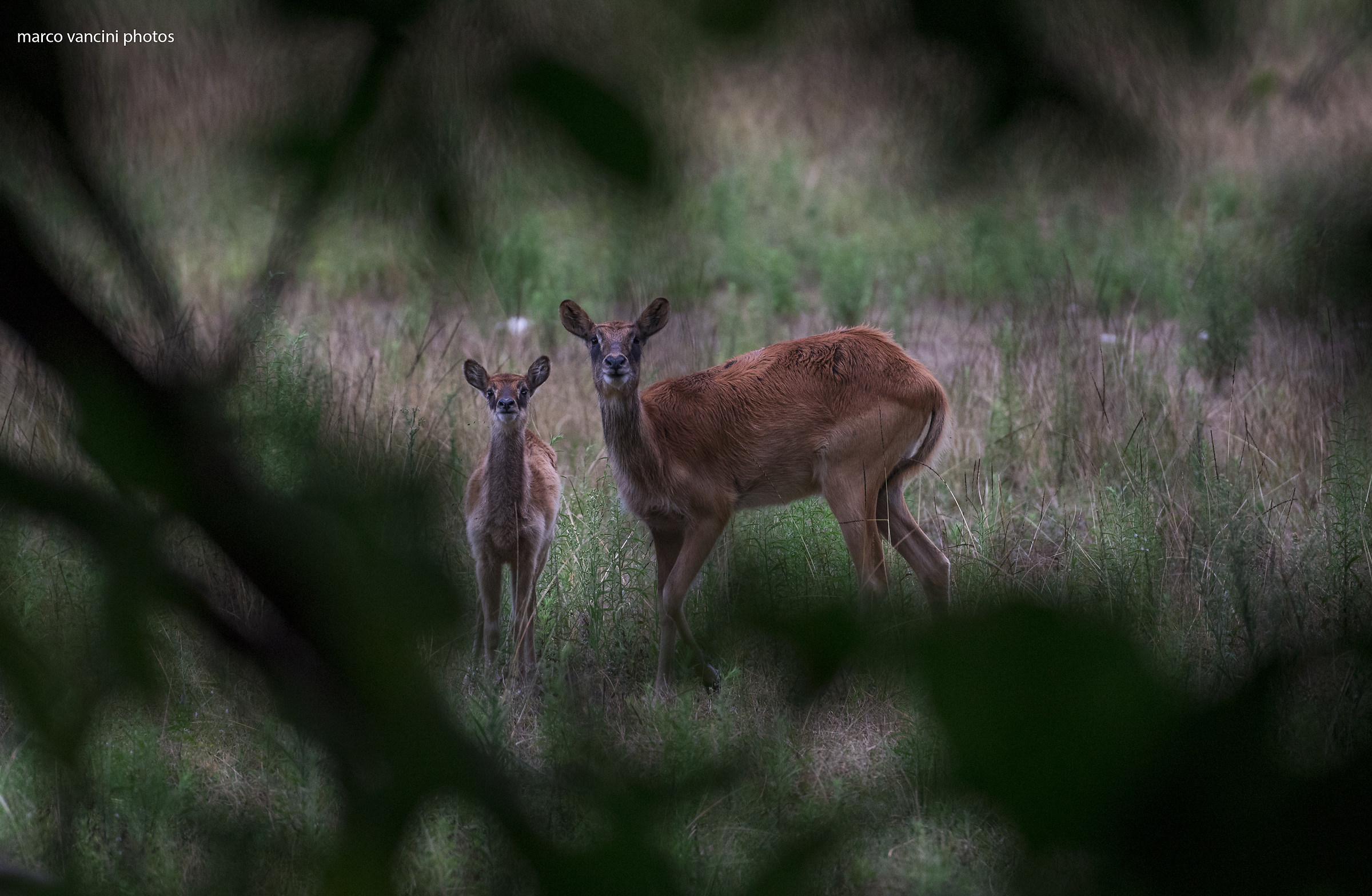 dal bosco per non disturbare