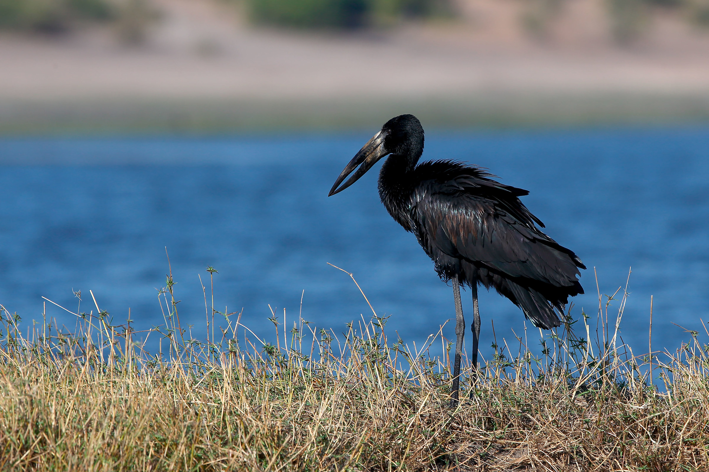 African openbill