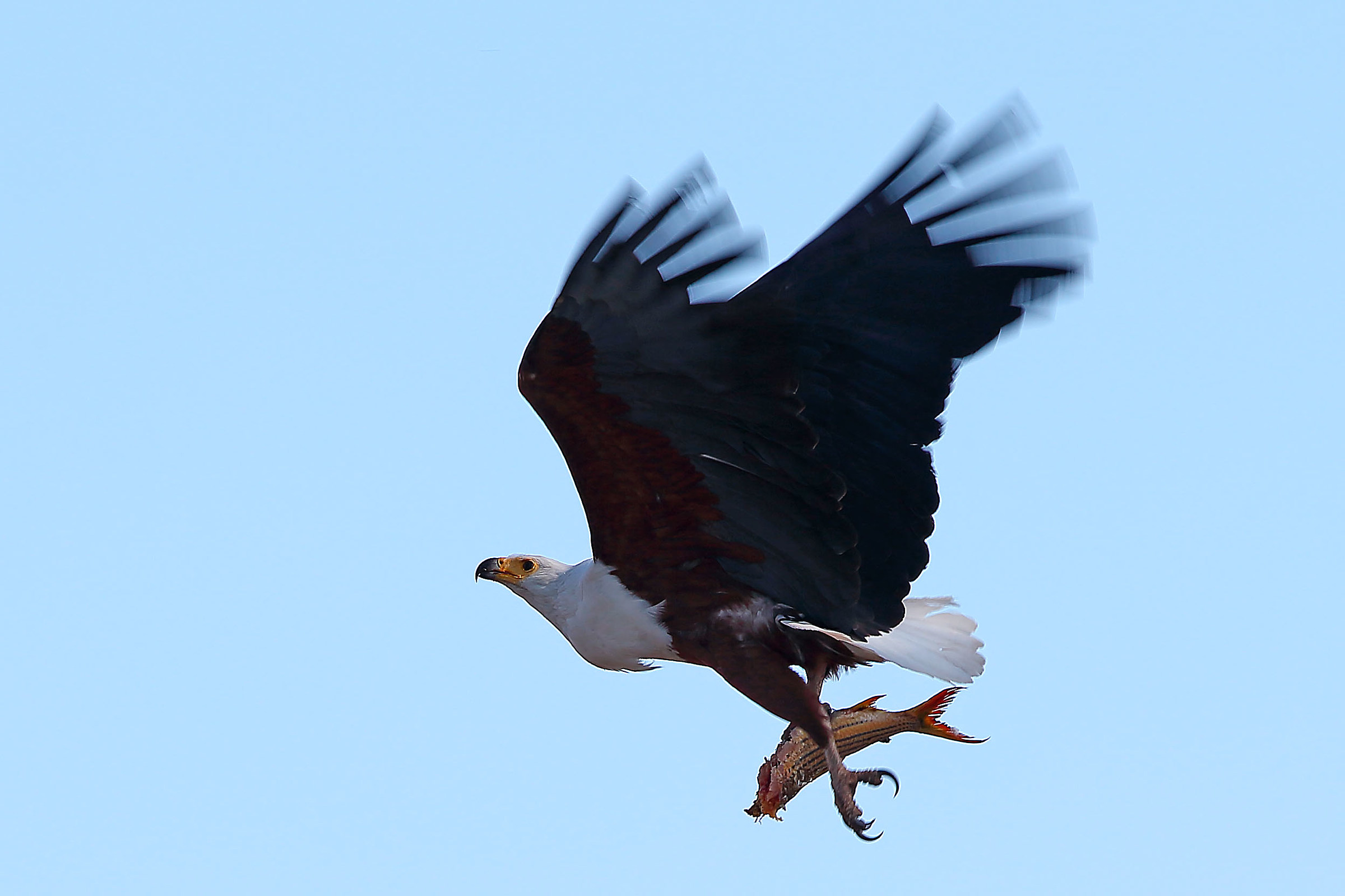 African fish eagle