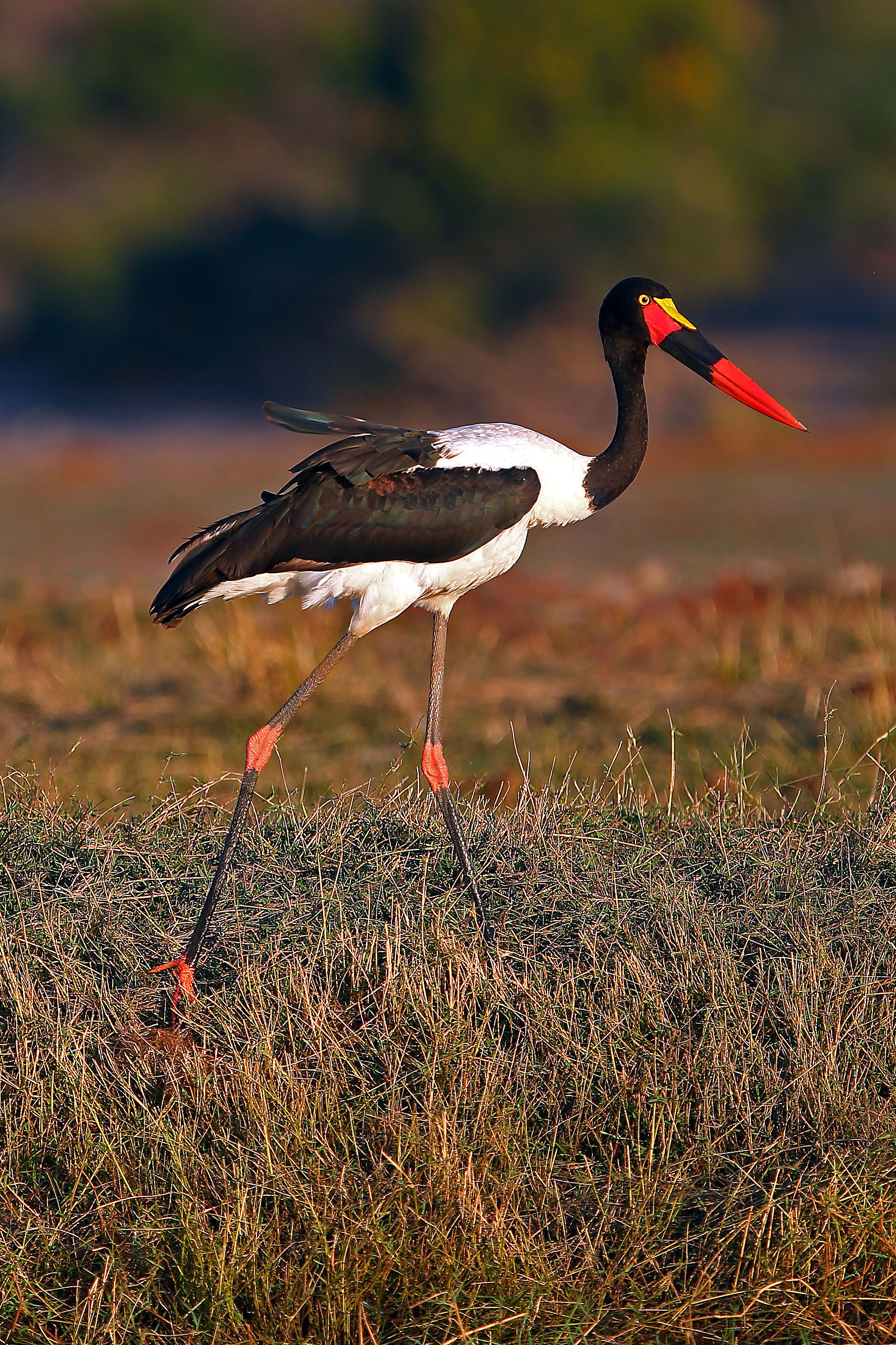 Cicogna becco a sella