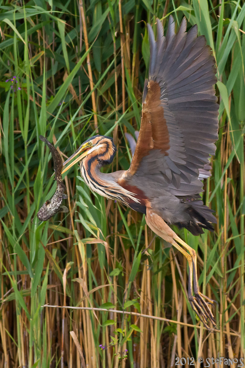 Rosso airone con pescione (forse piccolo siluro)