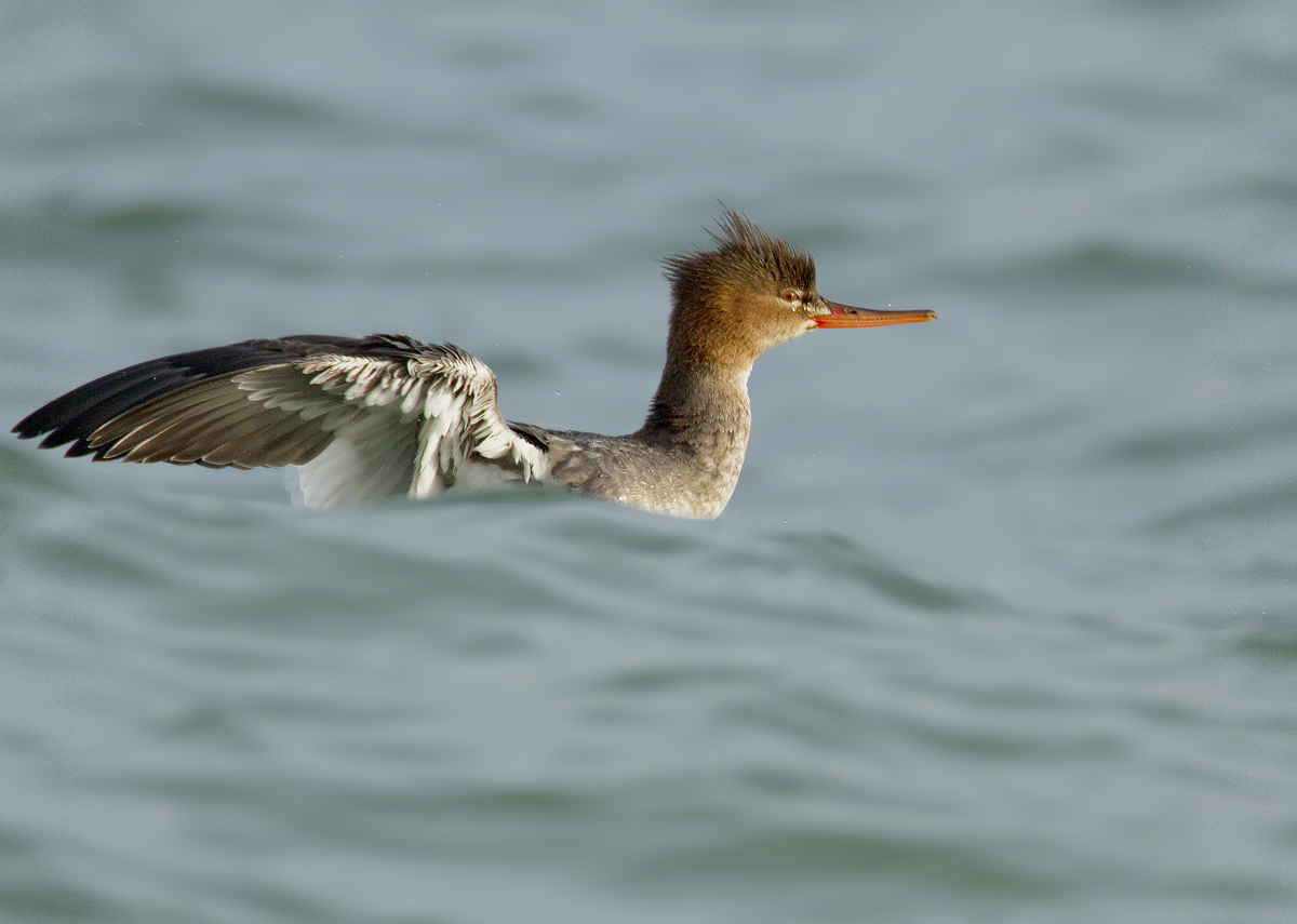 red-breasted merganser