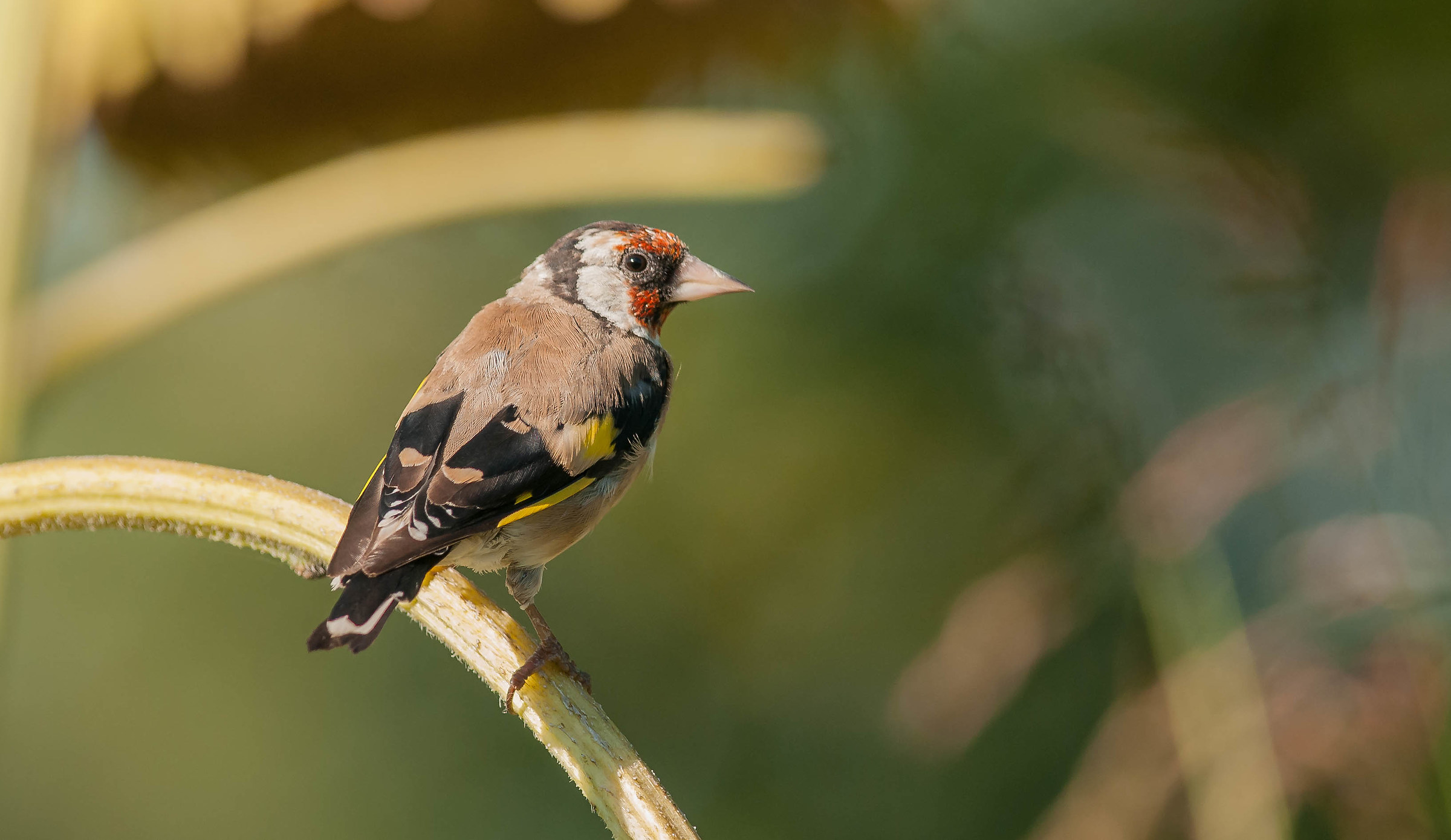 goldfinch