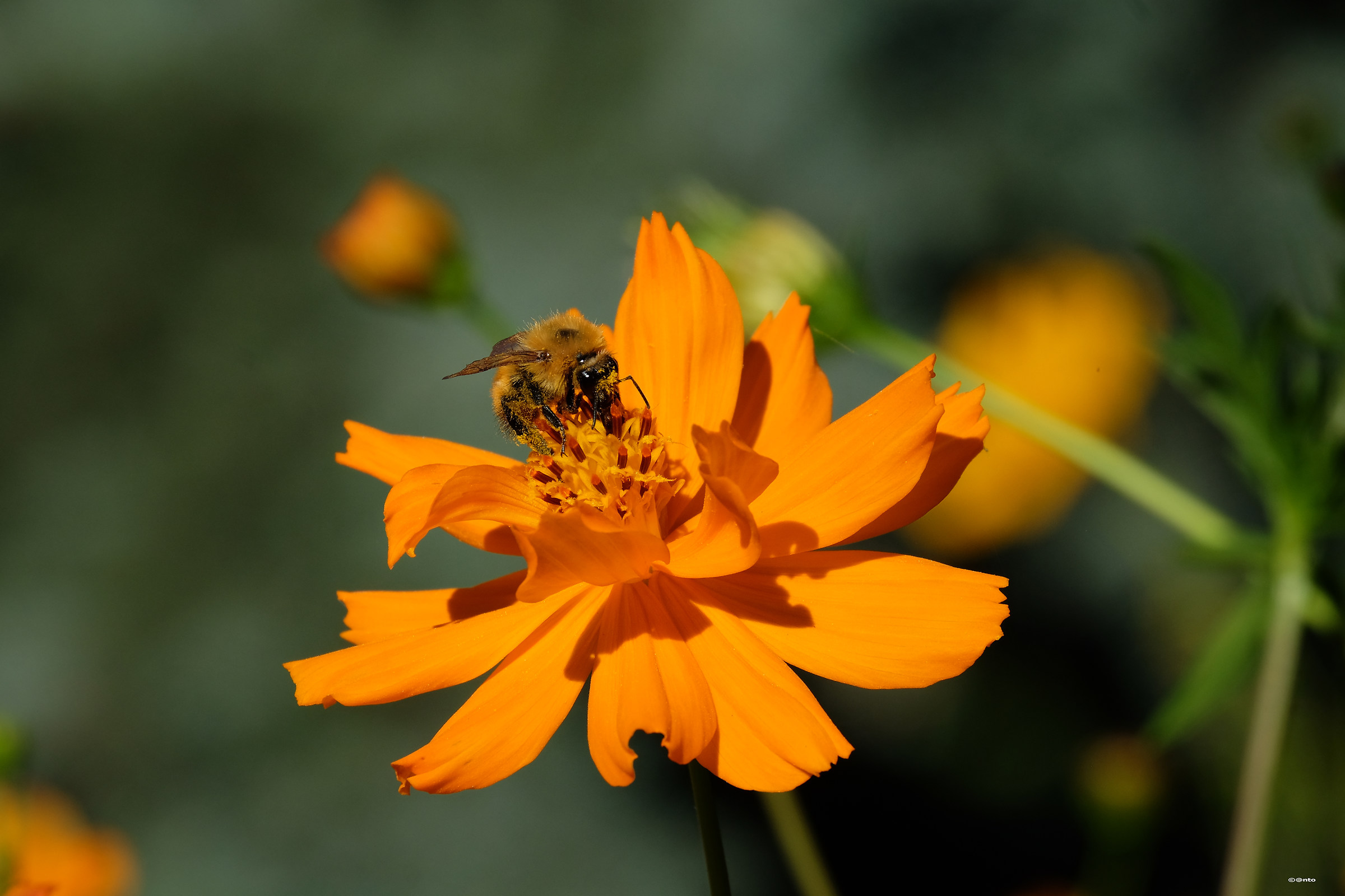 who goes to pollen ...