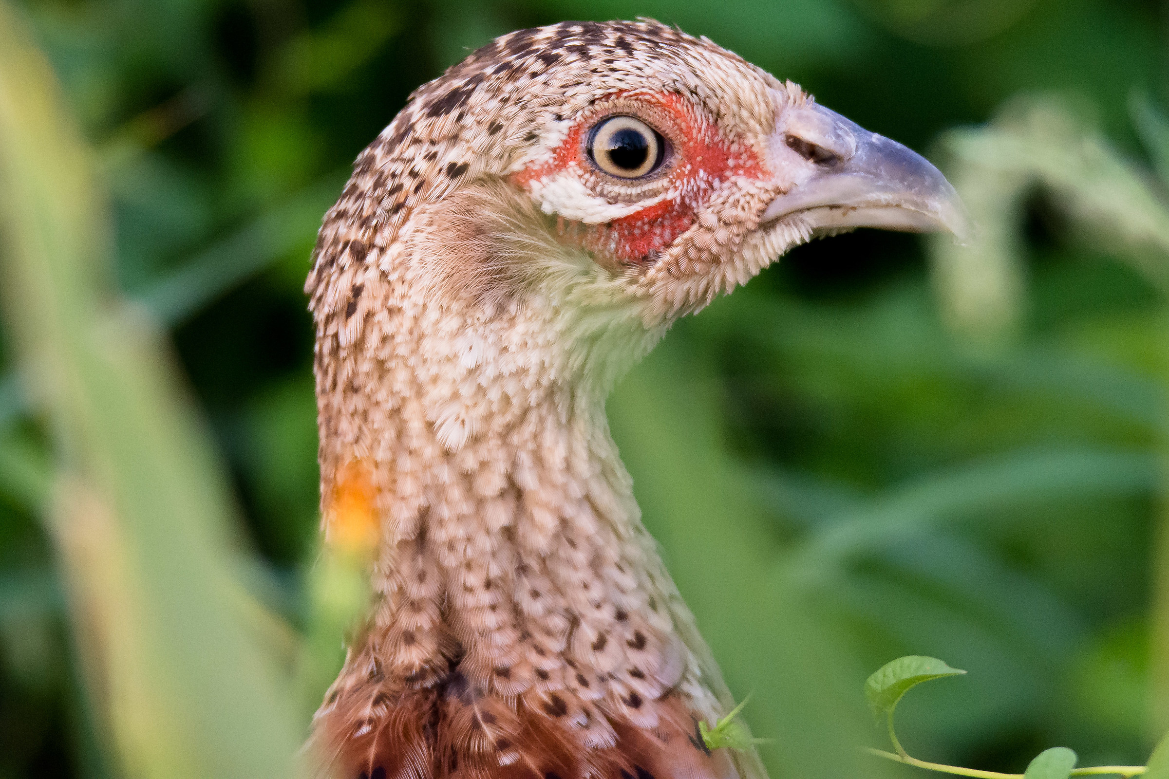 pheasant female