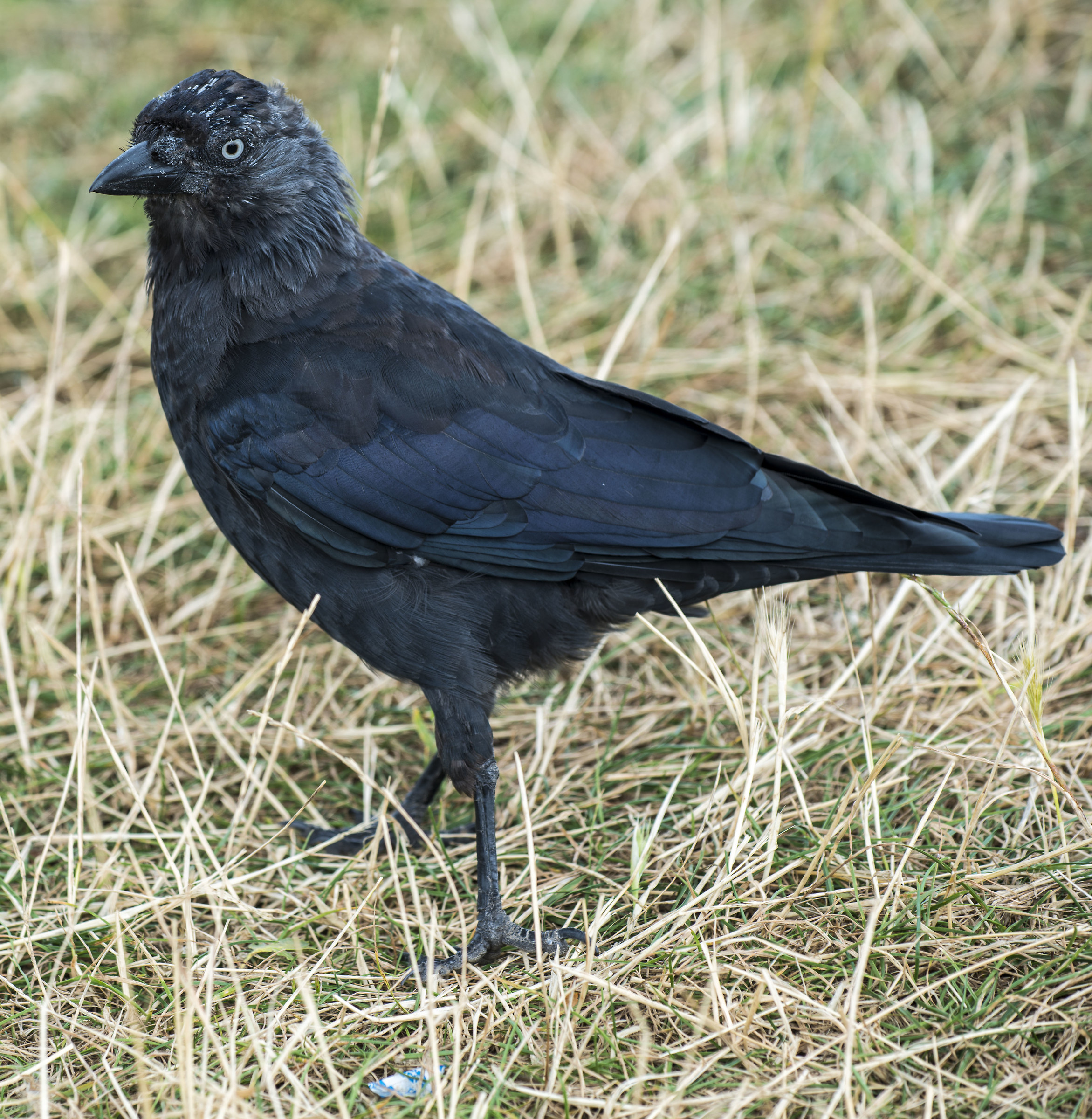 Black as a crow!