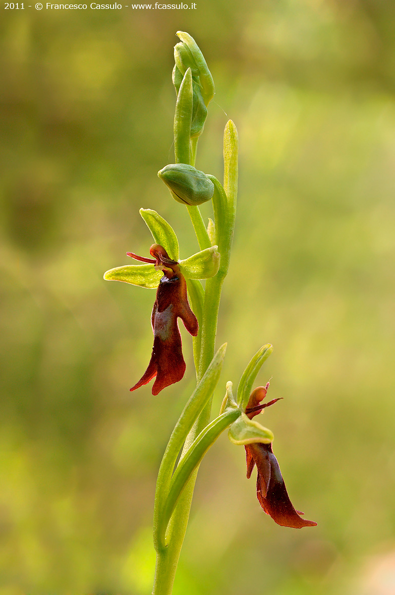 Ophrys insectifera
