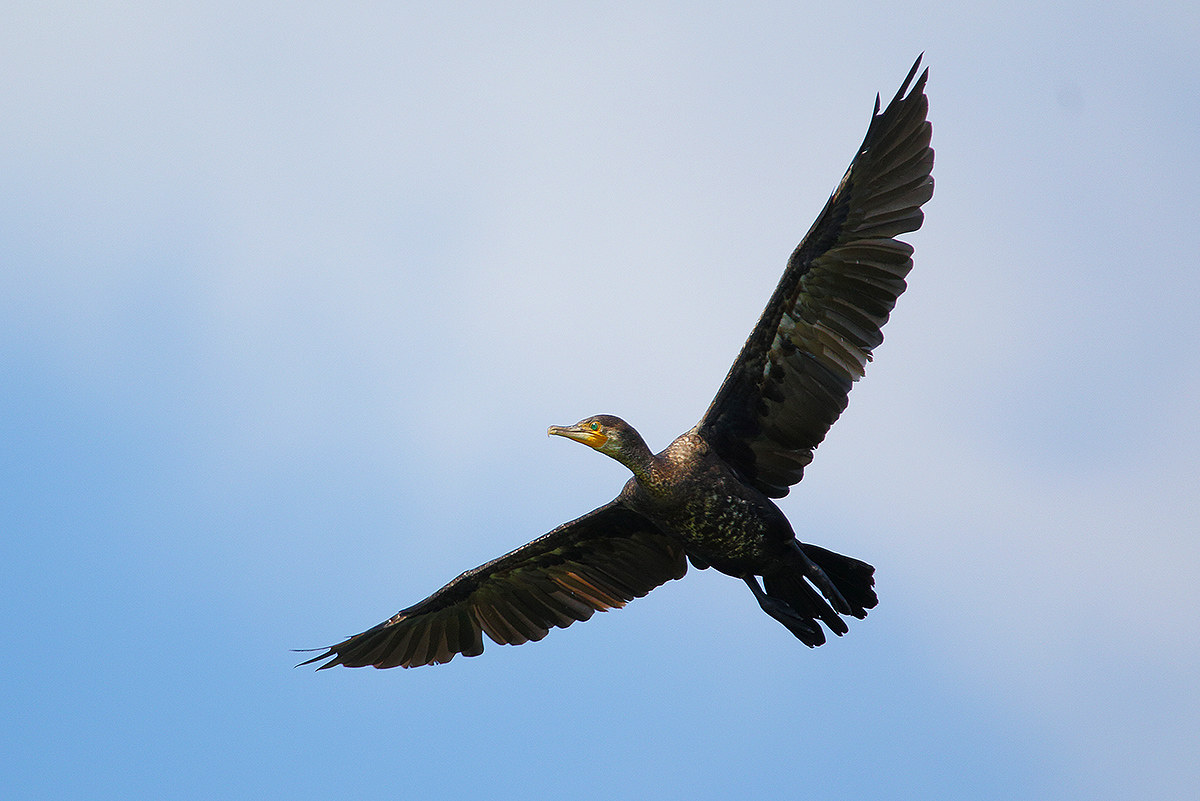 cormorant