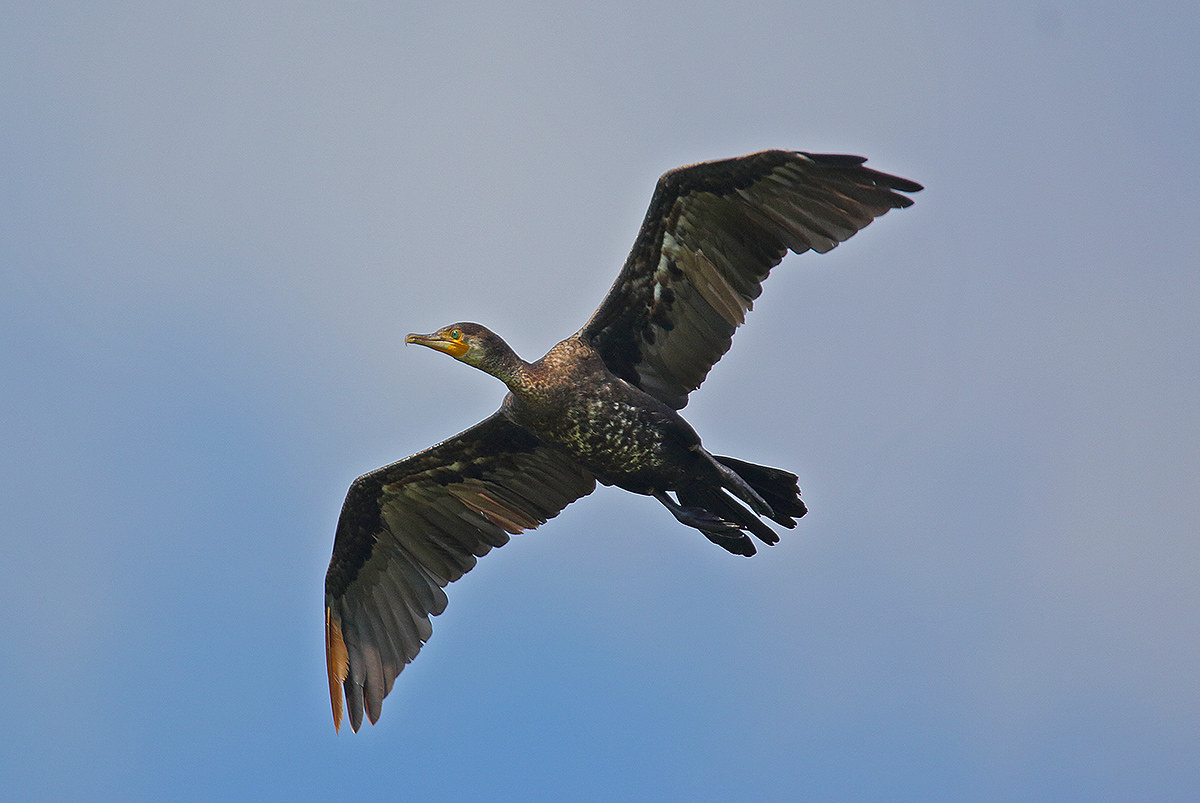 cormorano1