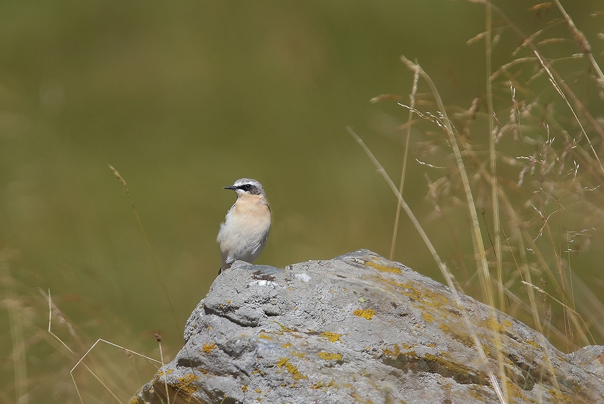 wheatear