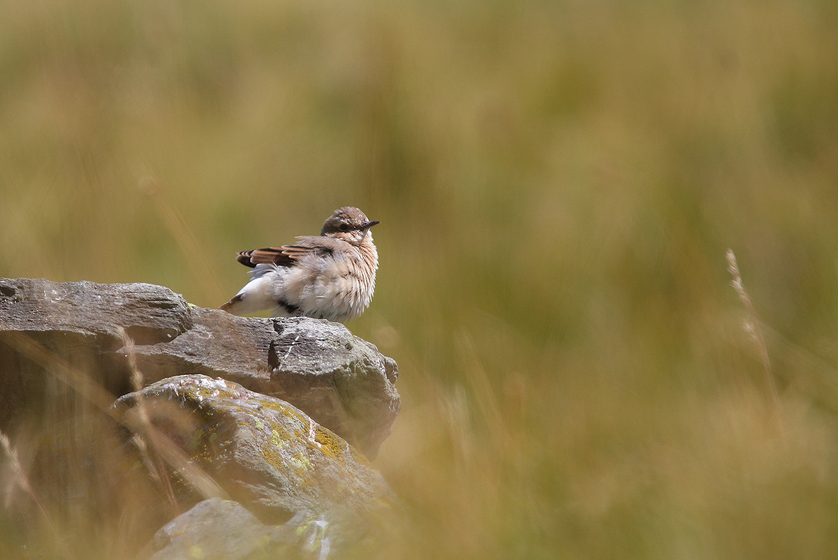 fem wheatear